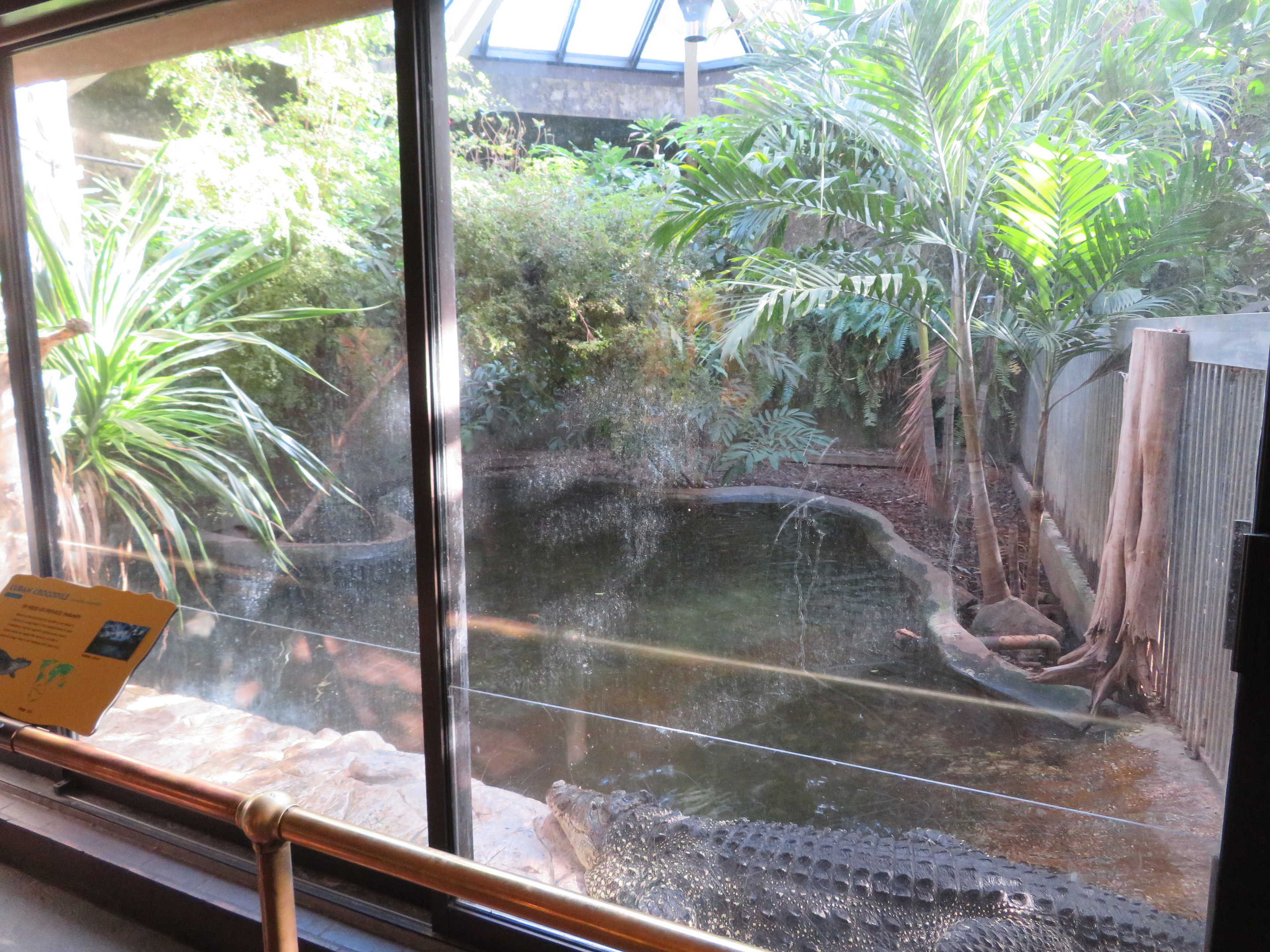 Cuban Crocodile Exhibit (2 of 2)