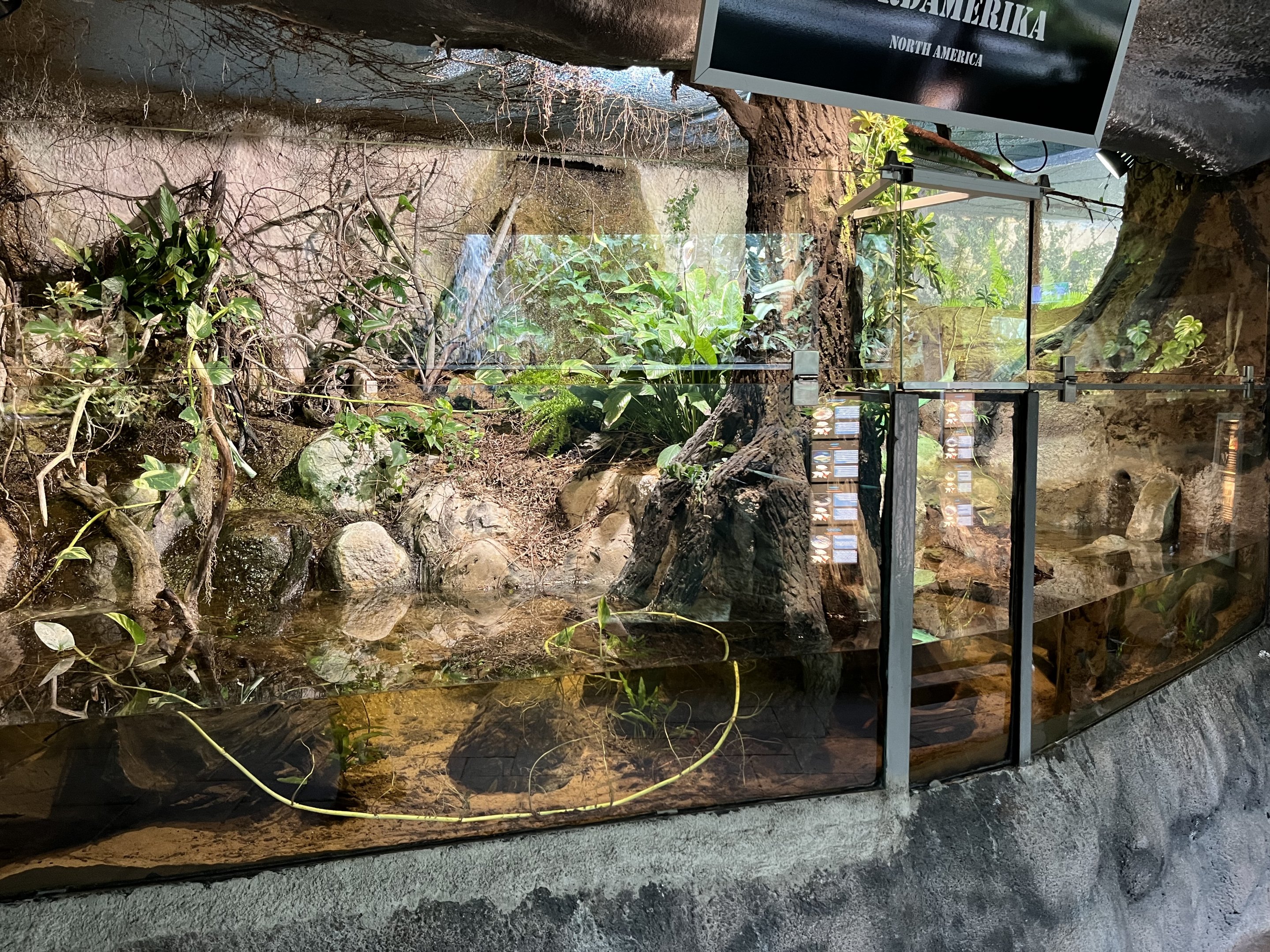 Cuban Crocodile Exhibit (all juveniles)