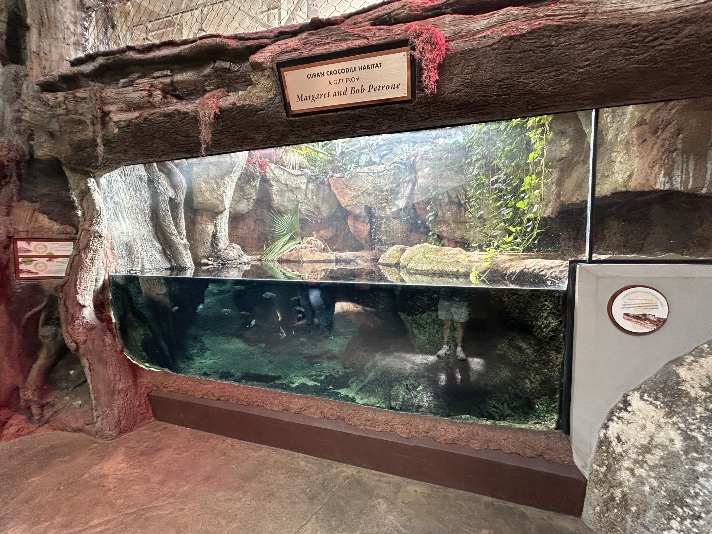 Cuban Crocodile Exhibit - ARC