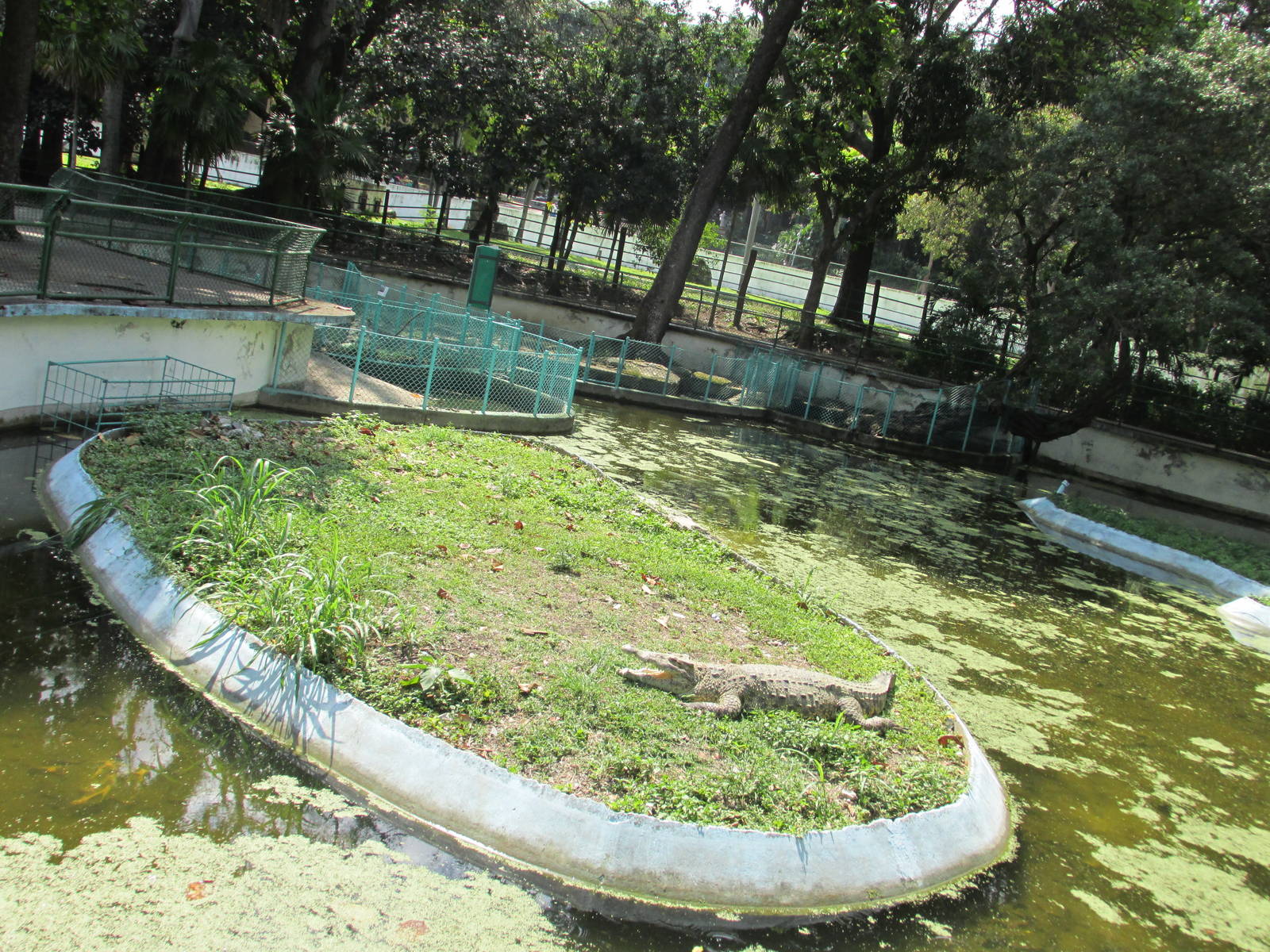 cuban crocodile exhibit havana zoo