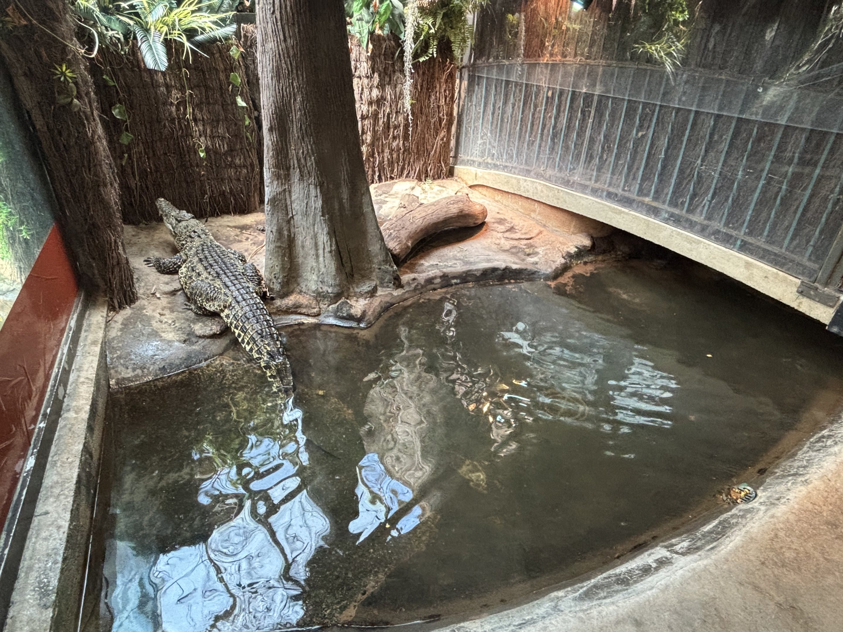 Cuban Crocodile Exhibit - too small