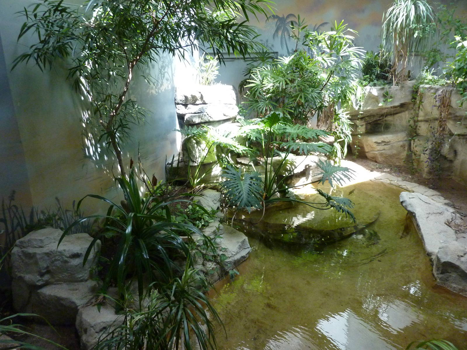 Cuban Crocodile Exhibit