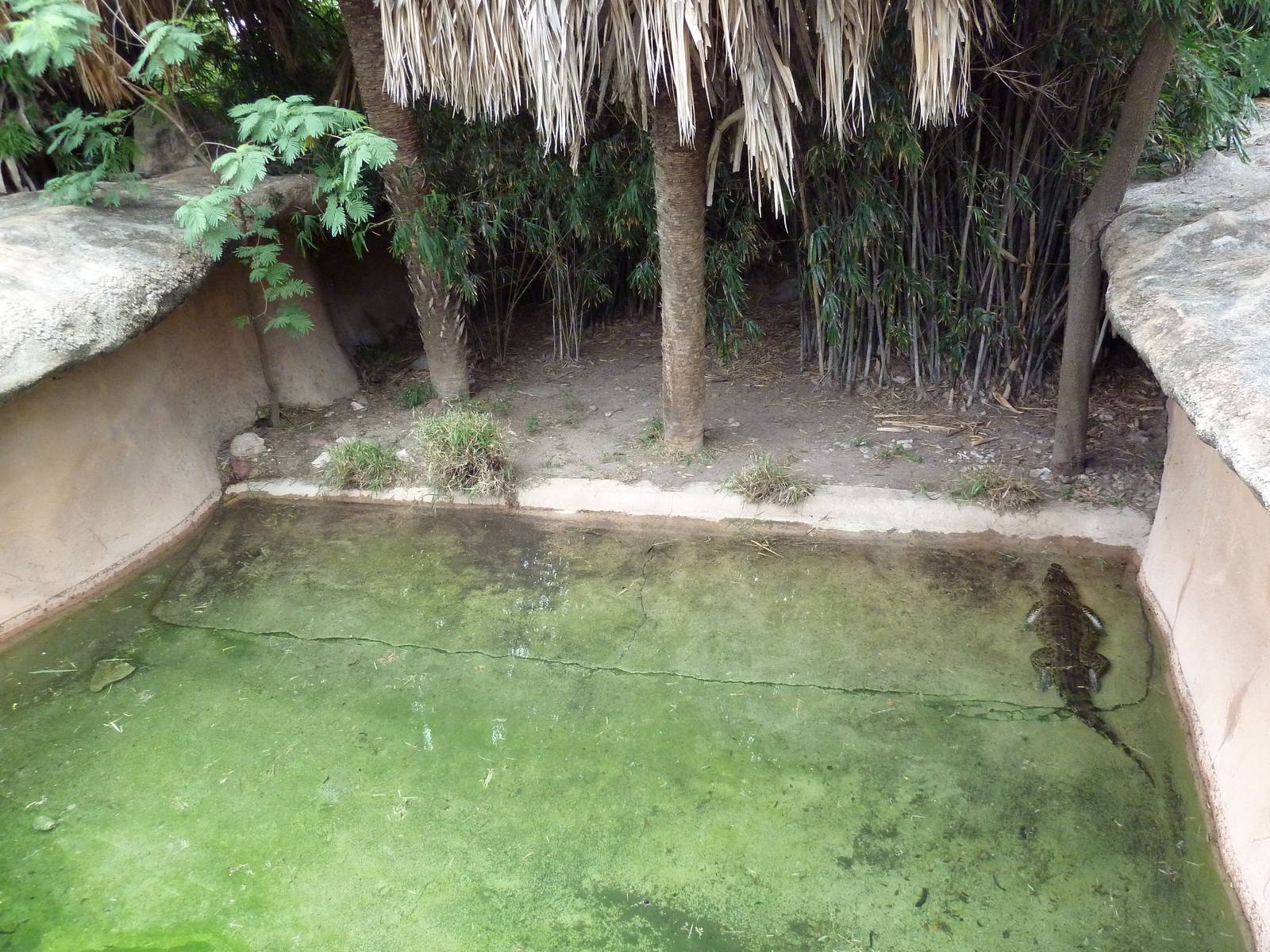 Cuban Crocodile Exhibit