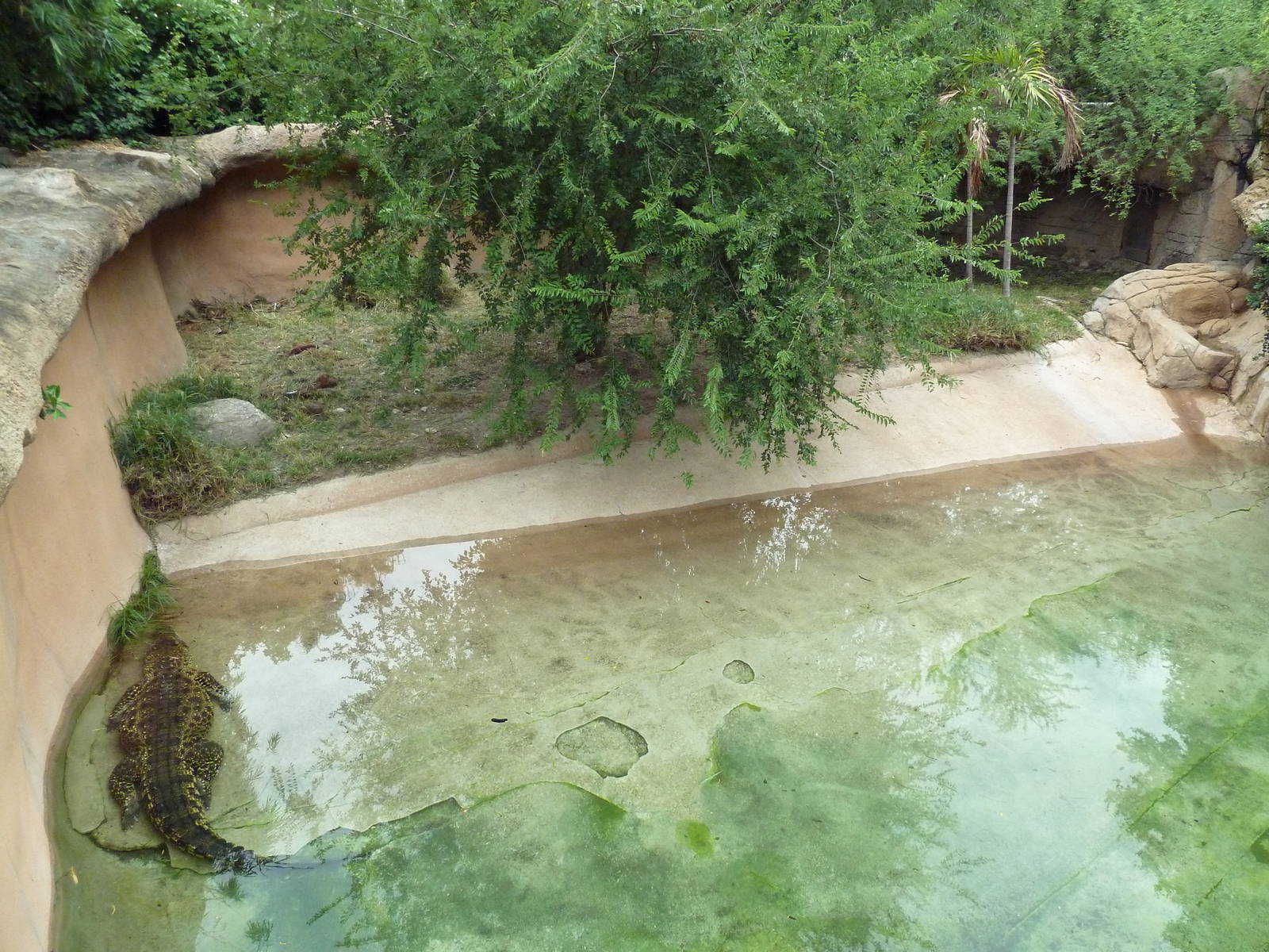 Cuban Crocodile Exhibit
