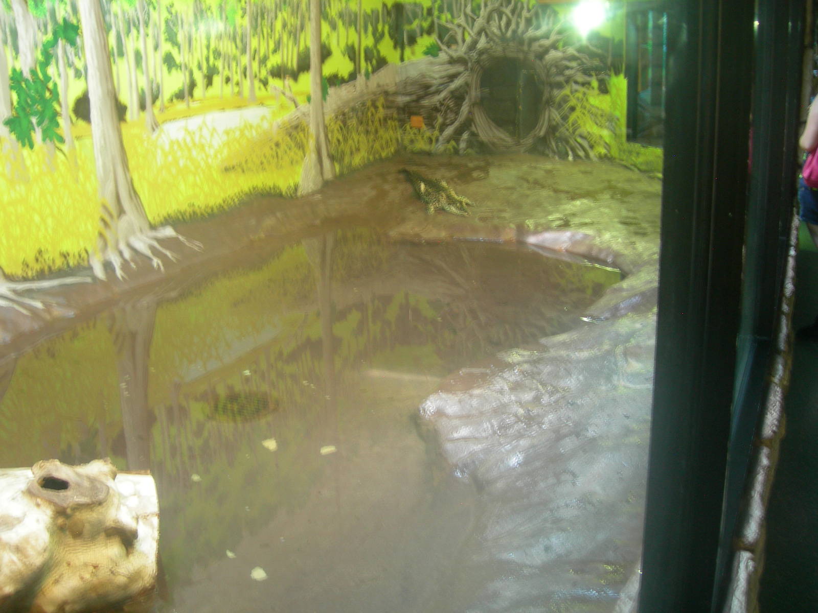 Cuban Crocodile Exhibit