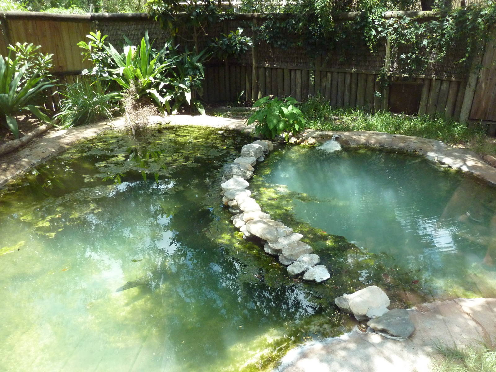 Cuban Crocodile Exhibit