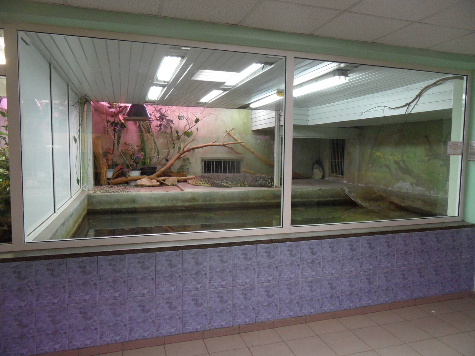 Cuban crocodile exhibit