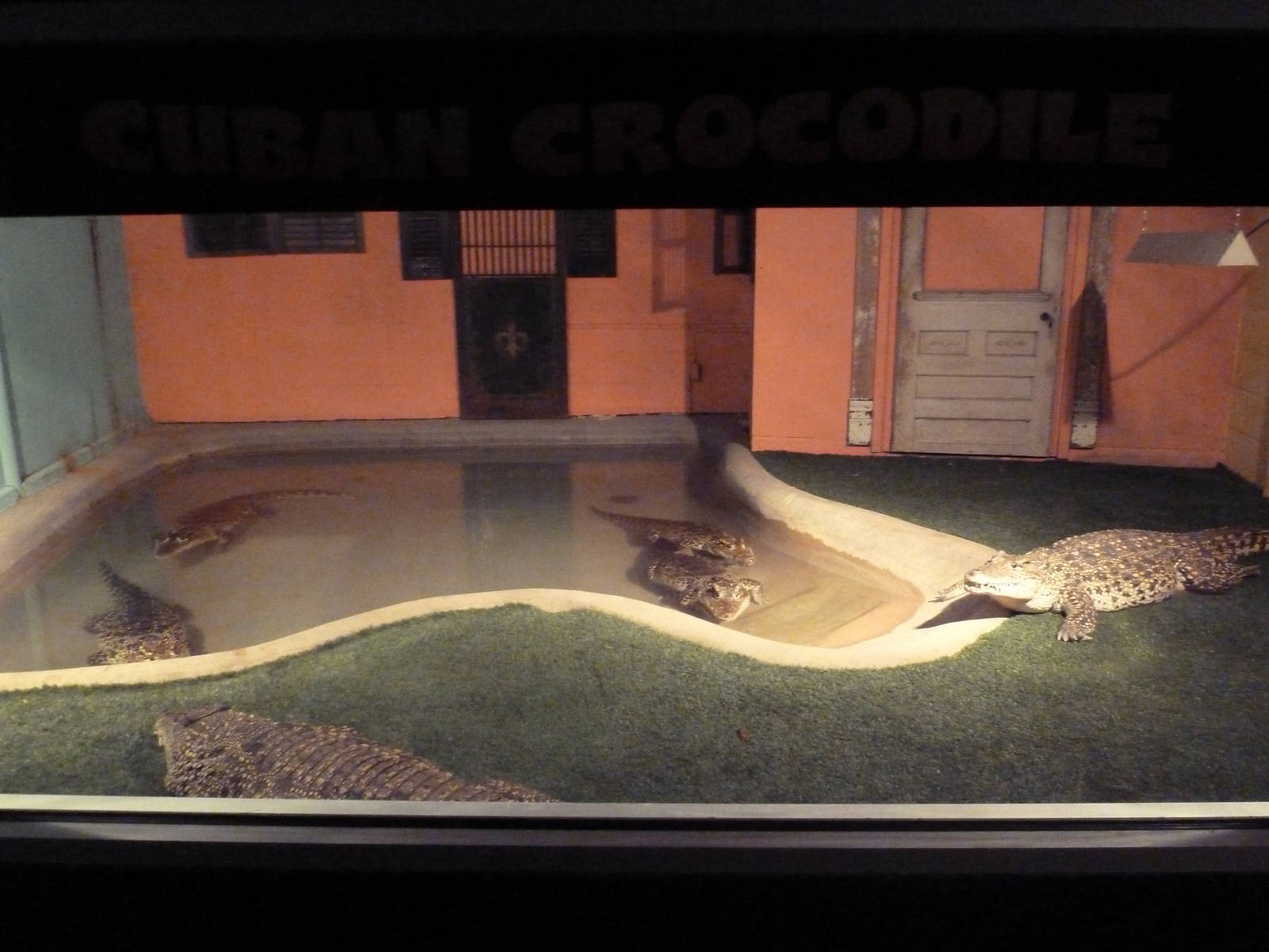 Cuban Crocodile Exhibit