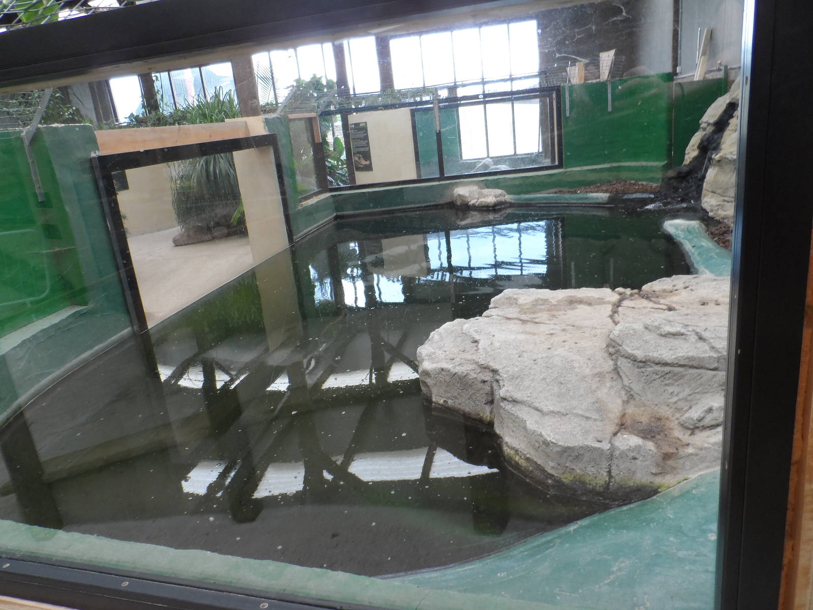 Cuban Crocodile Exhibit
