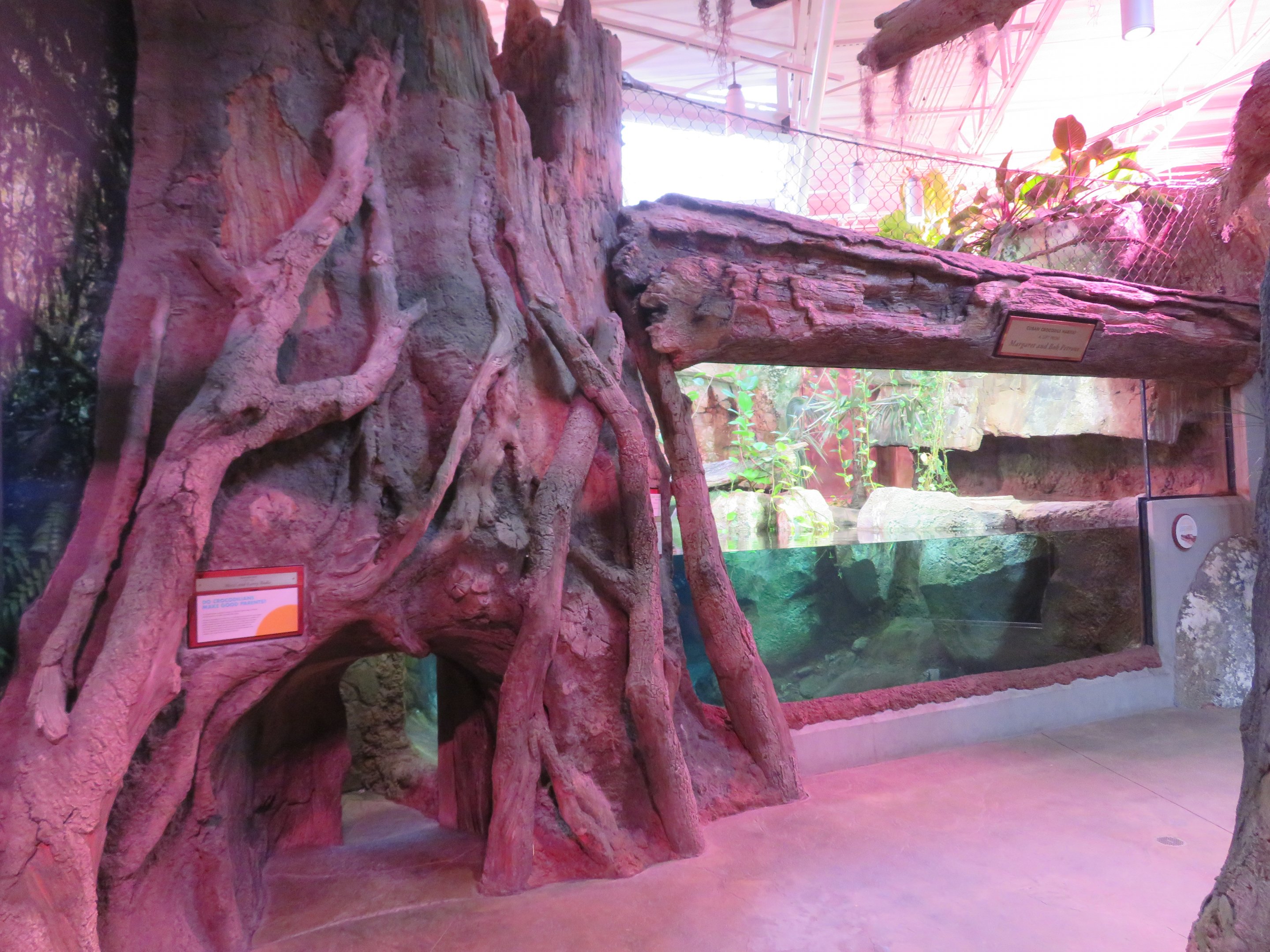 Cuban Crocodile Exhibit