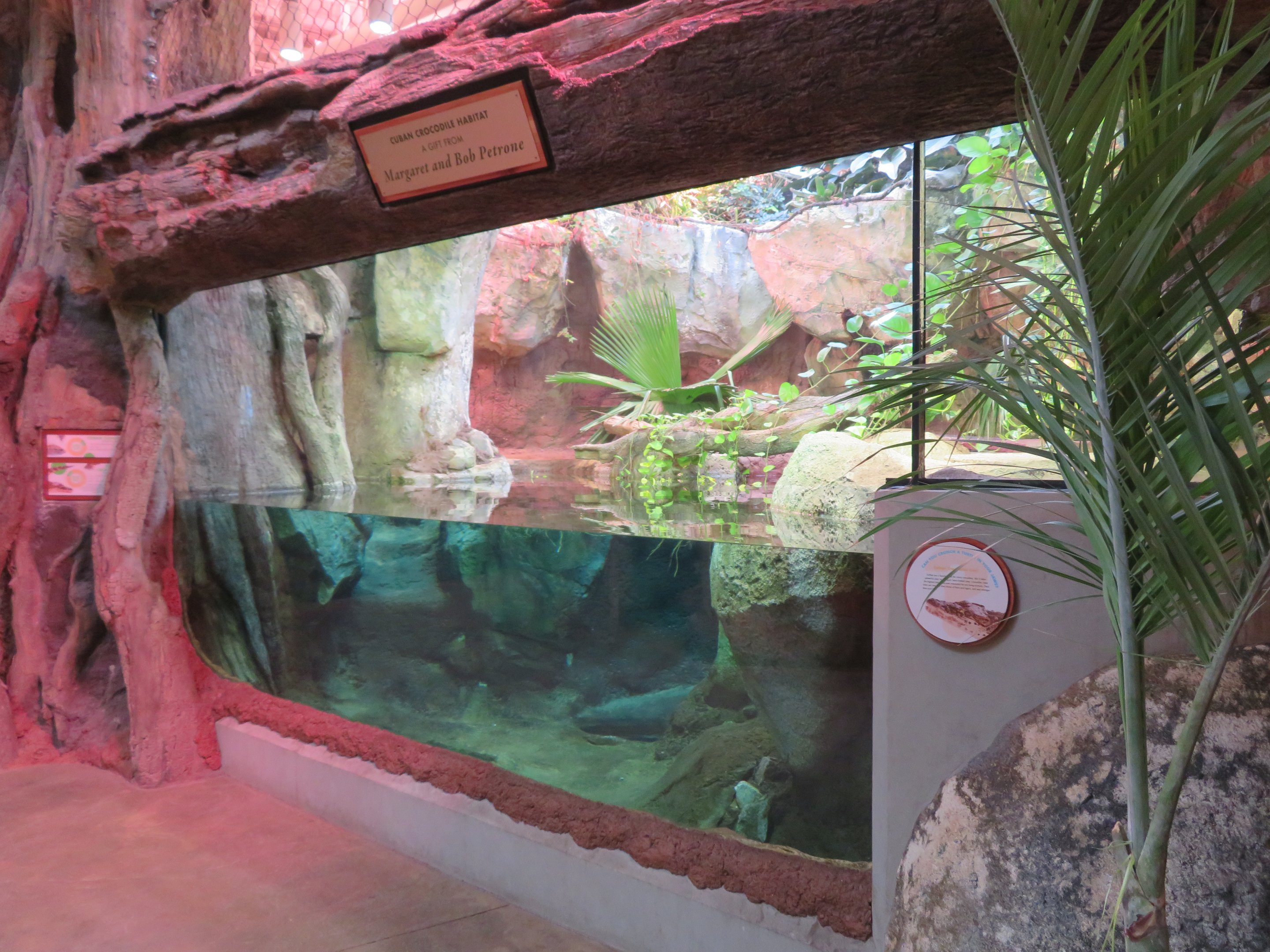 Cuban Crocodile Exhibit