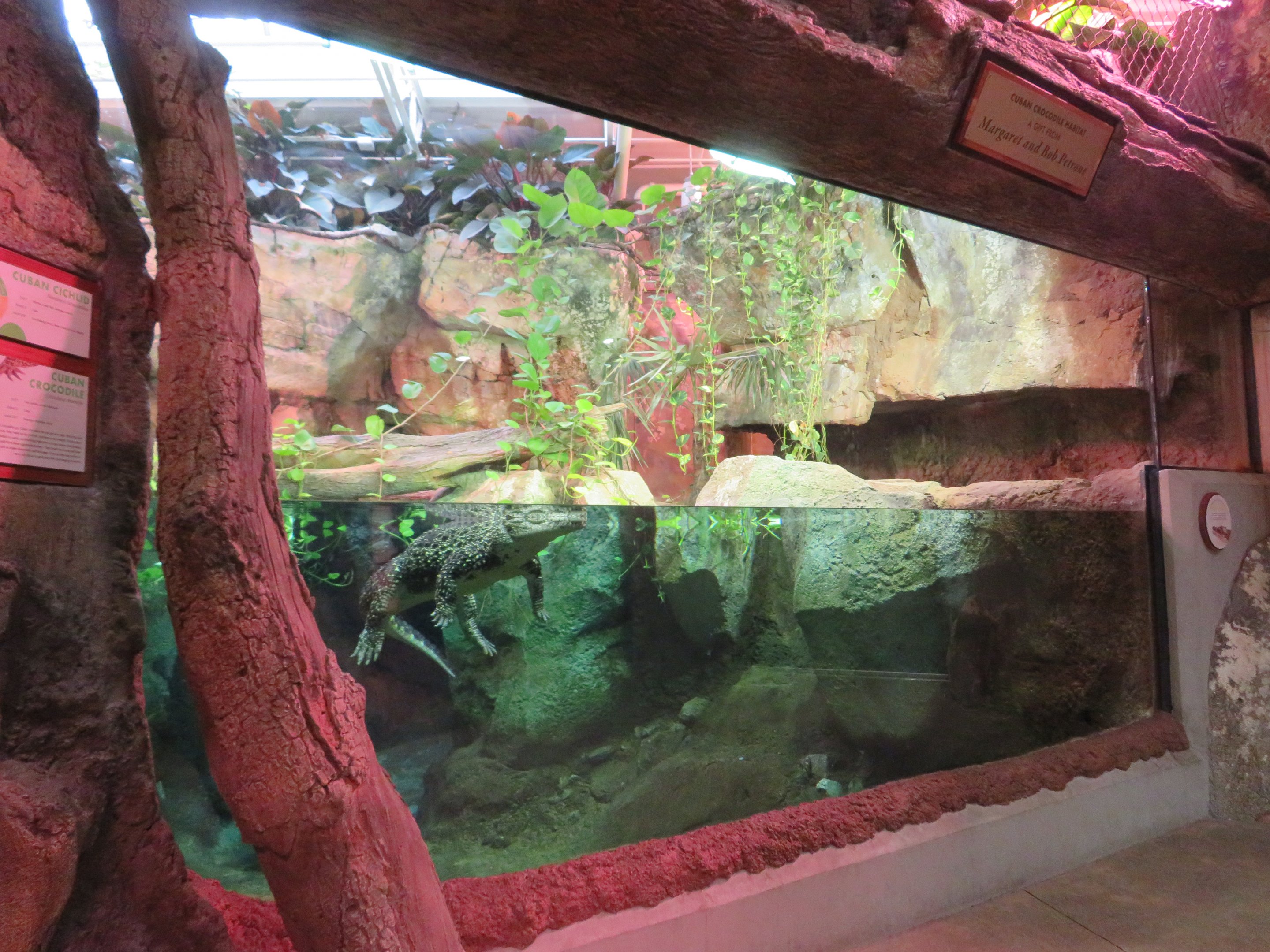 Cuban Crocodile Exhibit