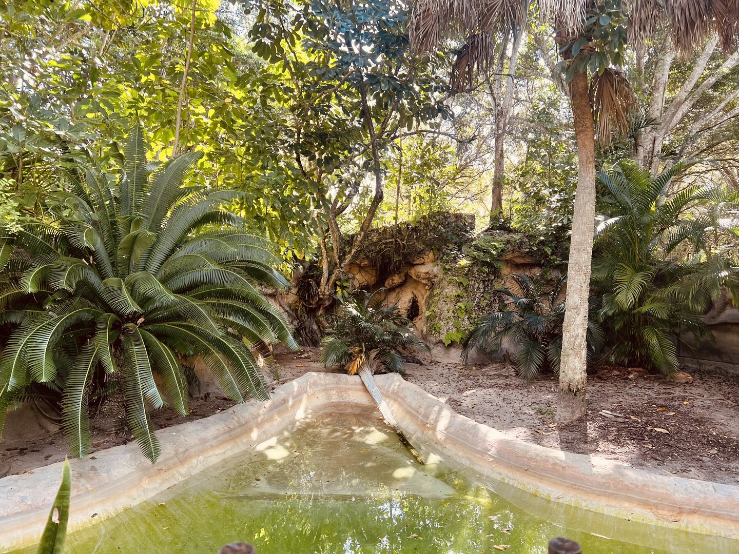 Cuban Crocodile Exhibit
