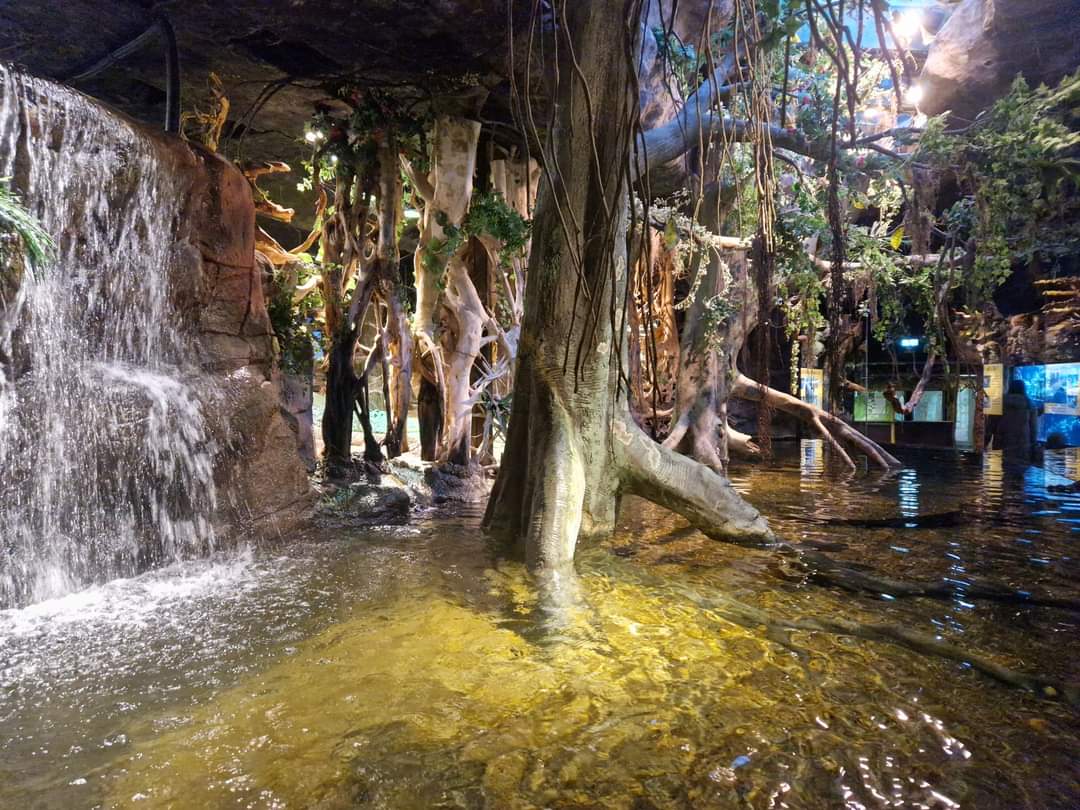 Cuban crocodile exhibit