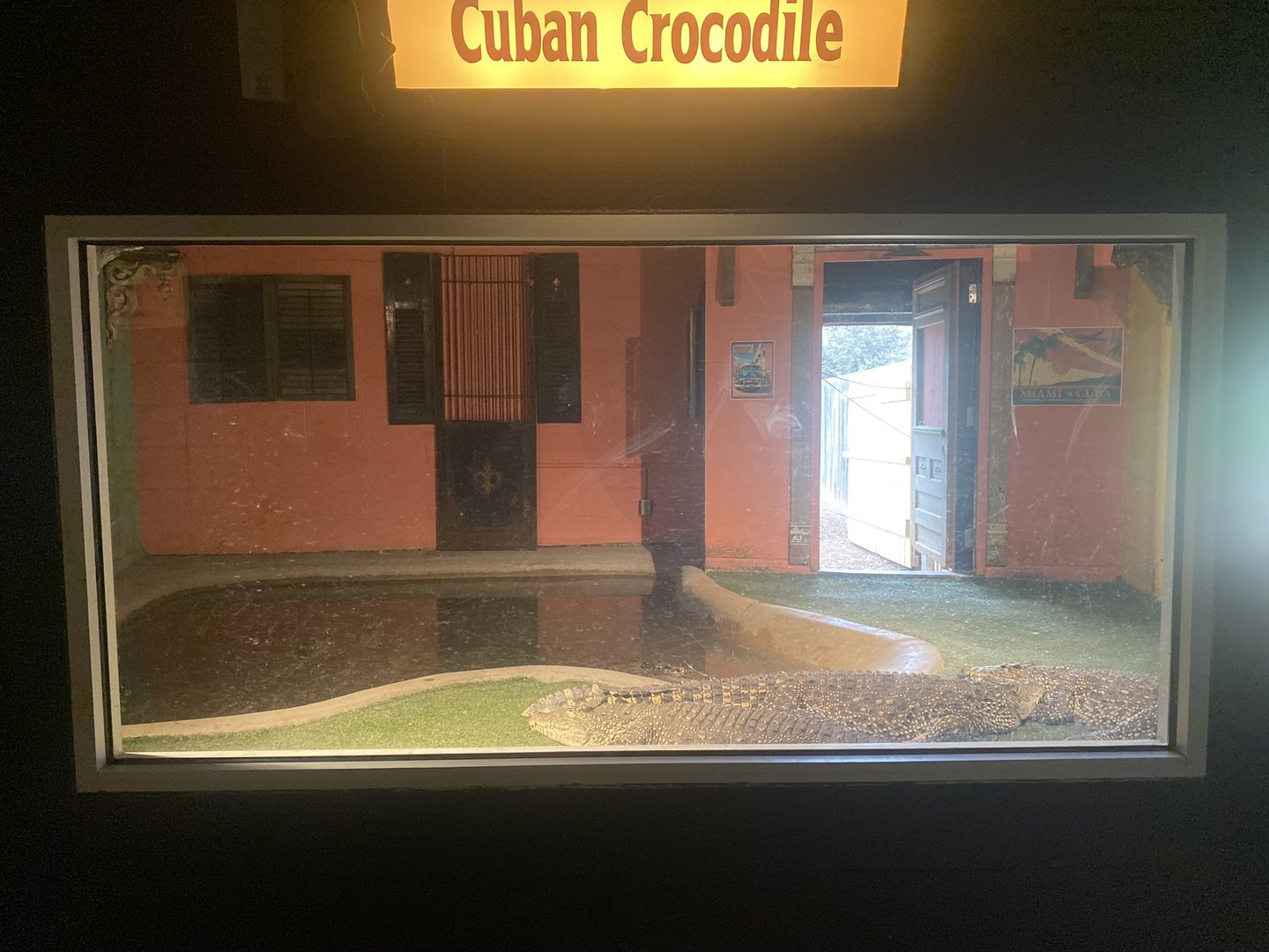 Cuban Crocodile Exhibit