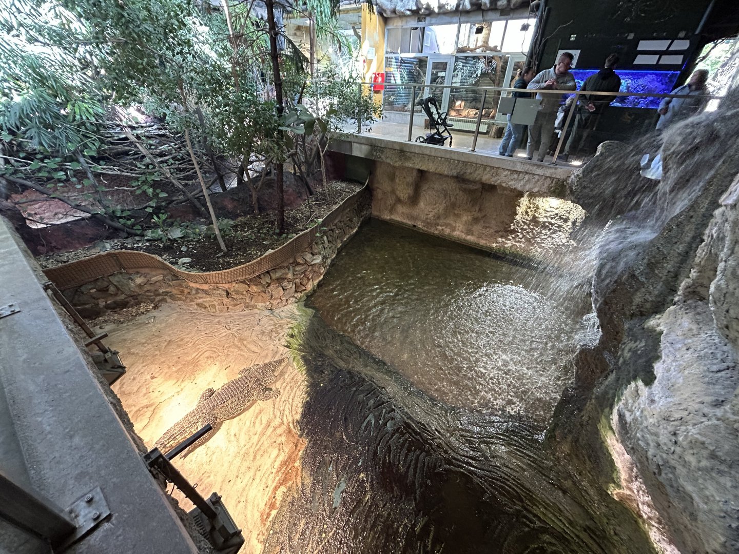 Cuban Crocodile Exhibit