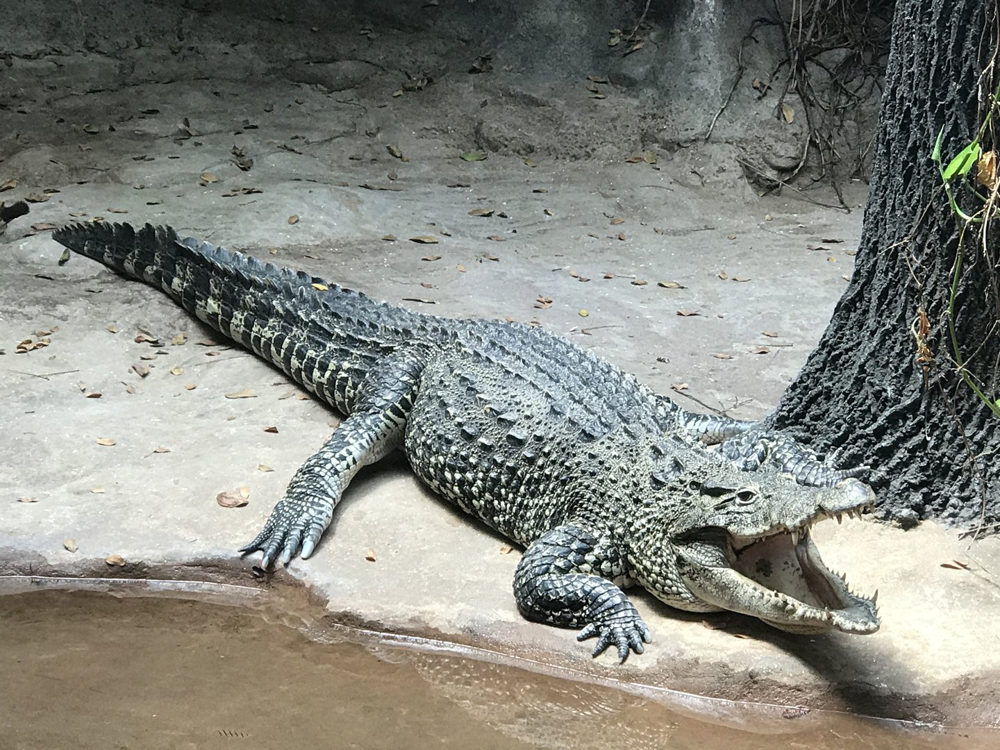 Cuban Crocodile from World of Reptiles