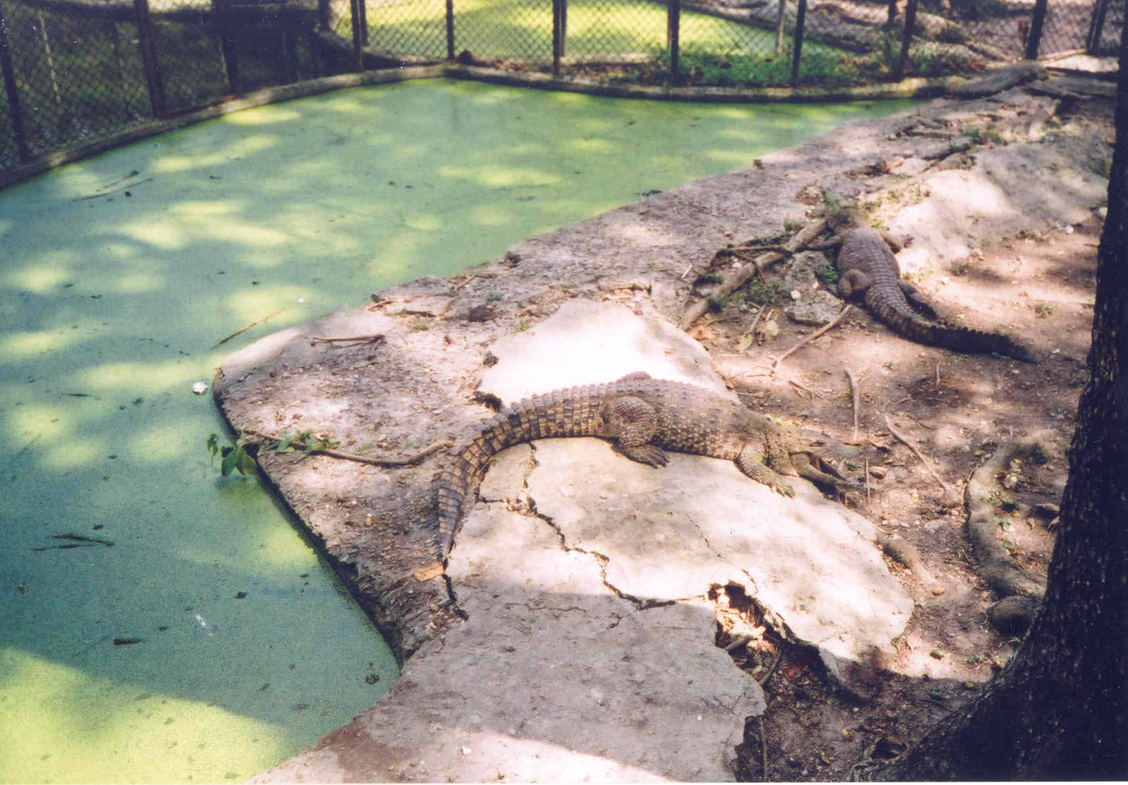 Cuban Crocodile - Havana Zoo, Cuba 2004