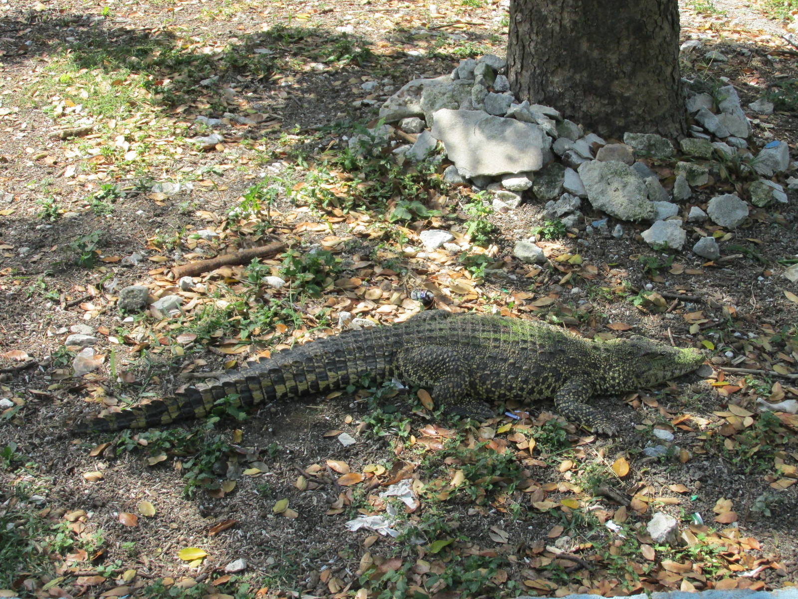 cuban crocodile havana zoo
