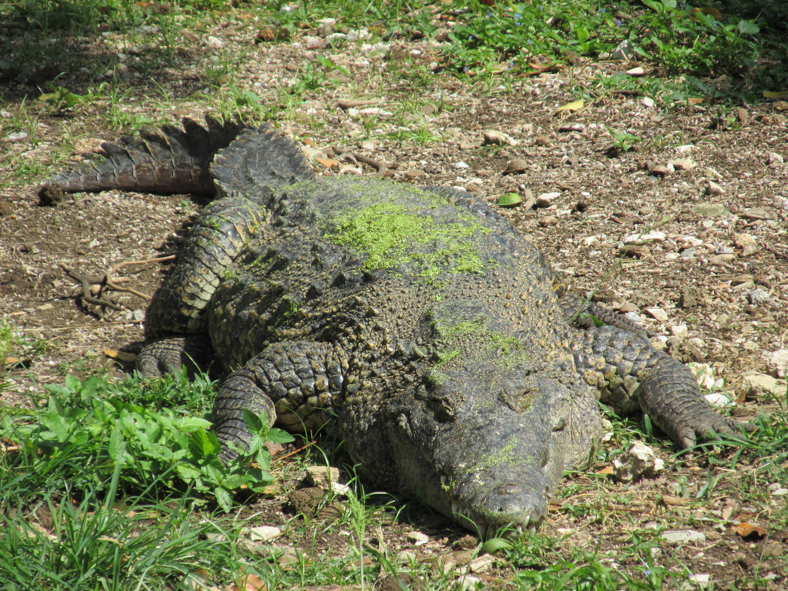 cuban crocodile havana zoo