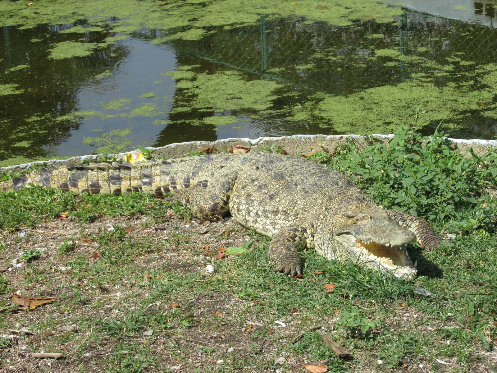cuban crocodile havana zoo