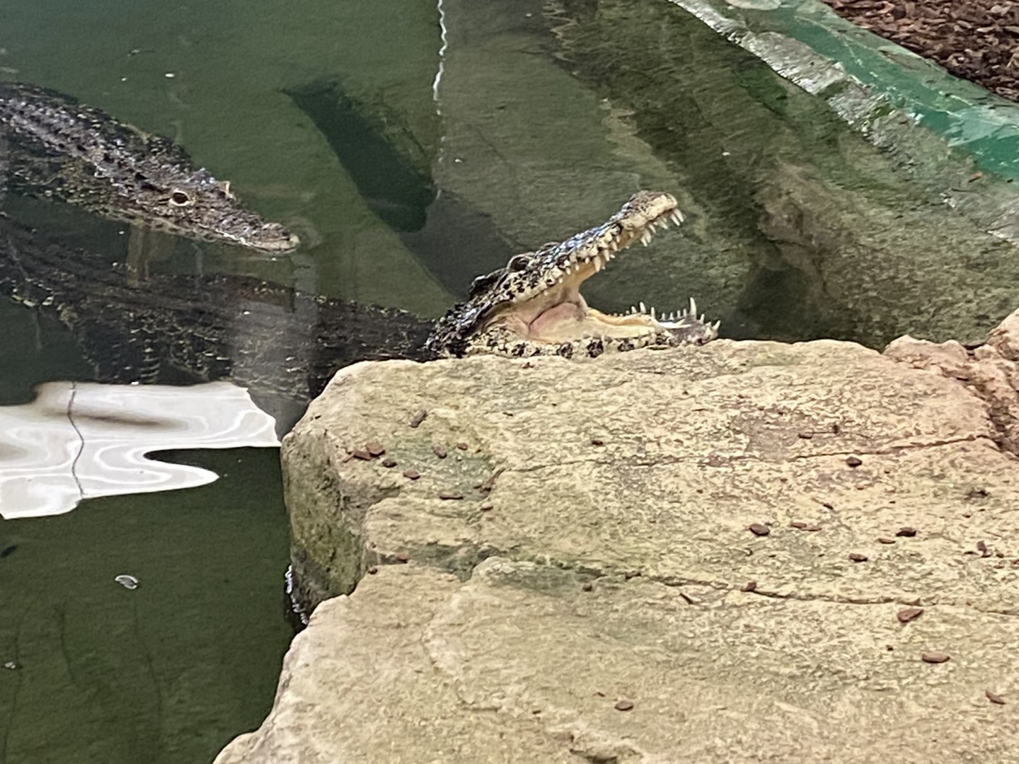 Cuban crocodile image 2