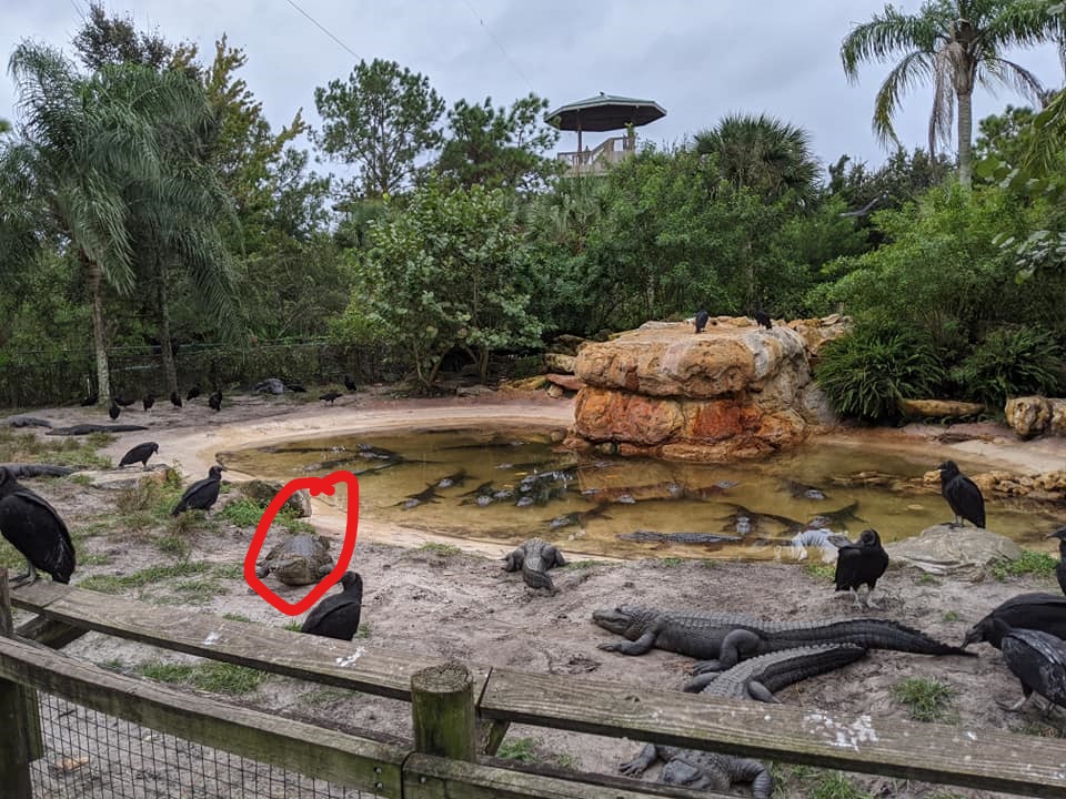 Cuban crocodile in Alligator enclosure