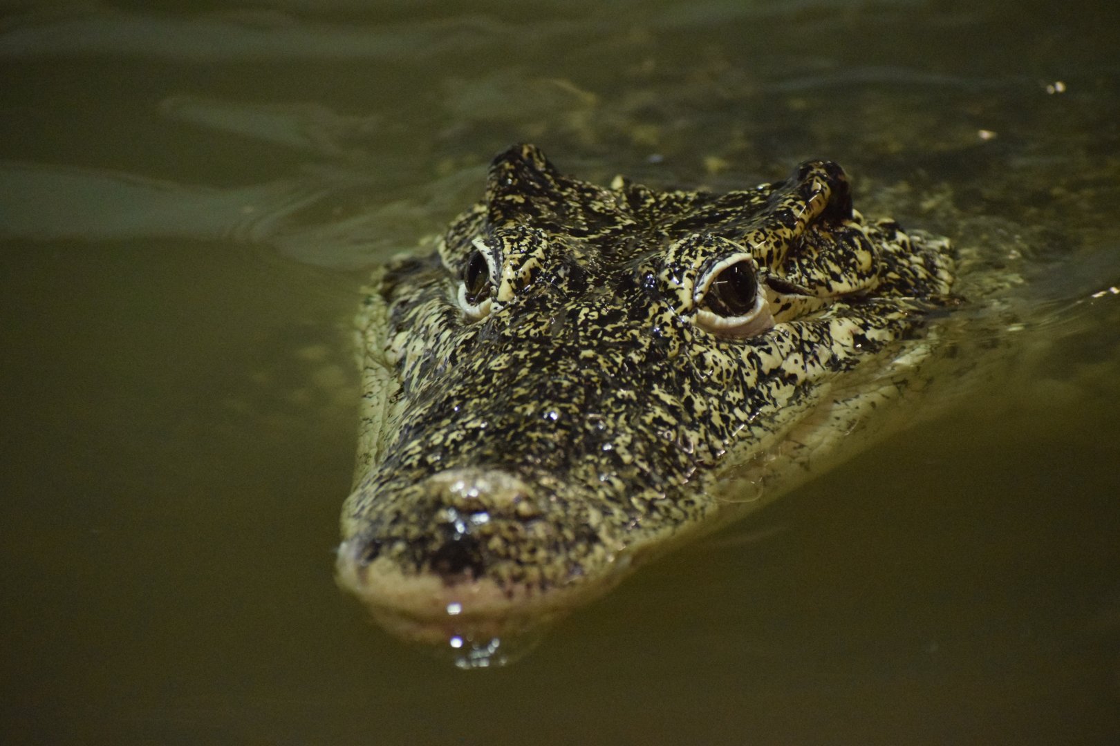 Cuban crocodile - July 2021