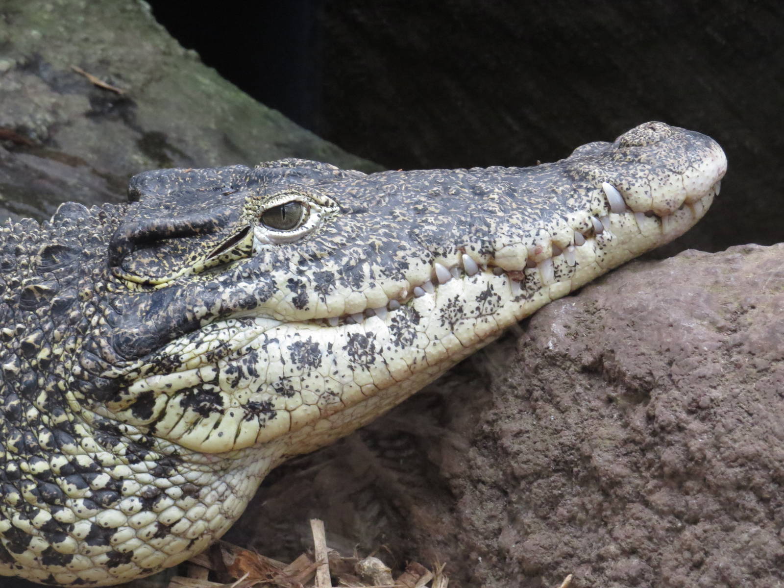 Cuban crocodile, June 2015.
