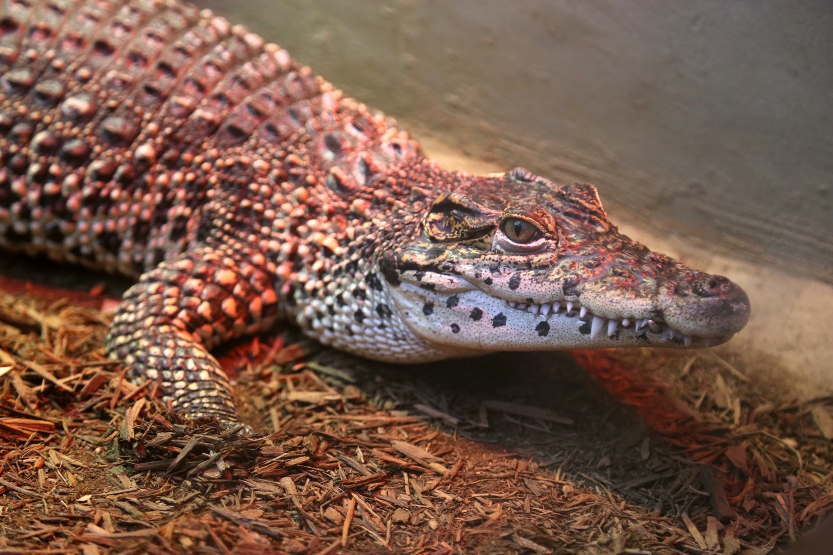 Cuban Crocodile Juvenile, December 2016