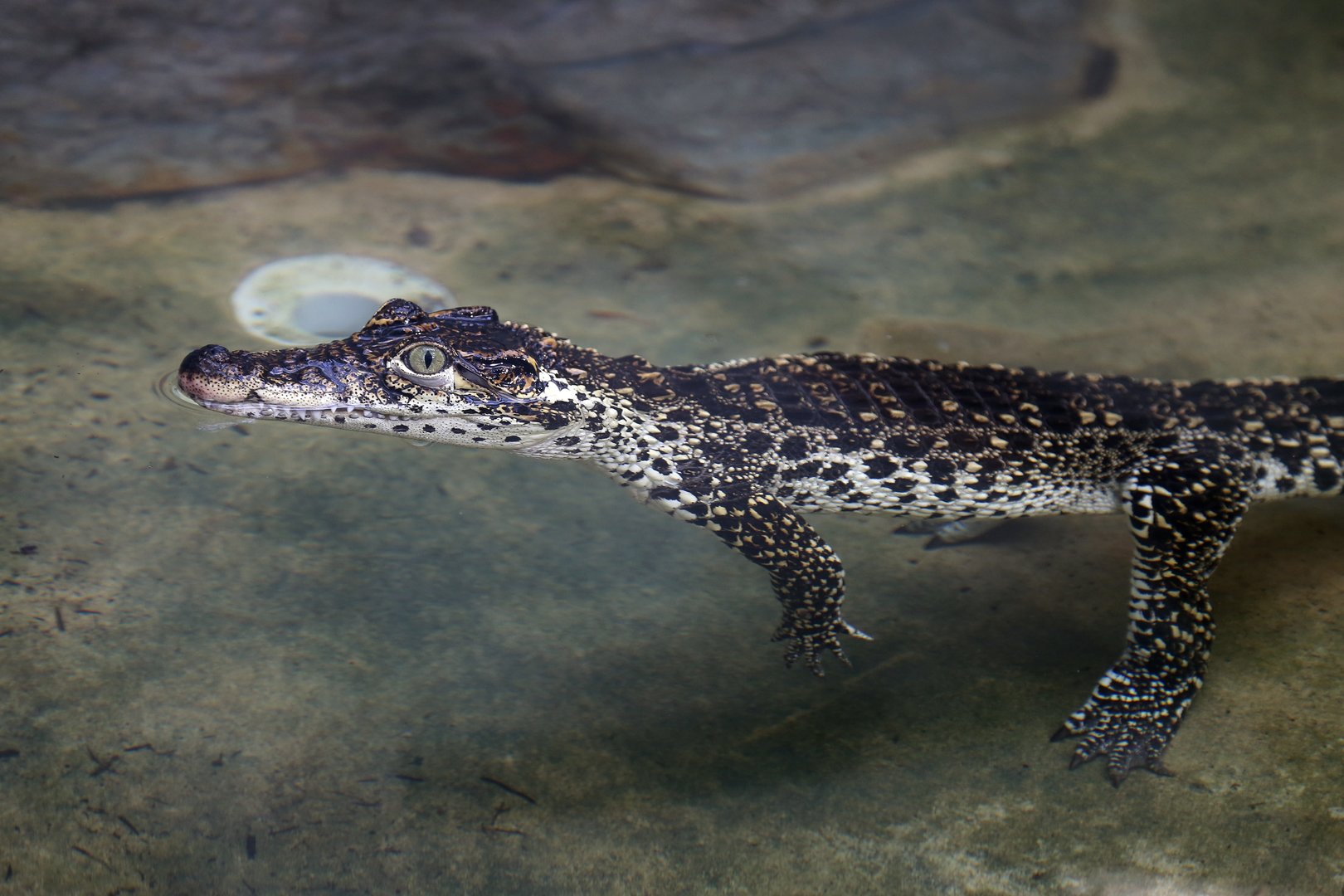 Cuban Crocodile Juvenile