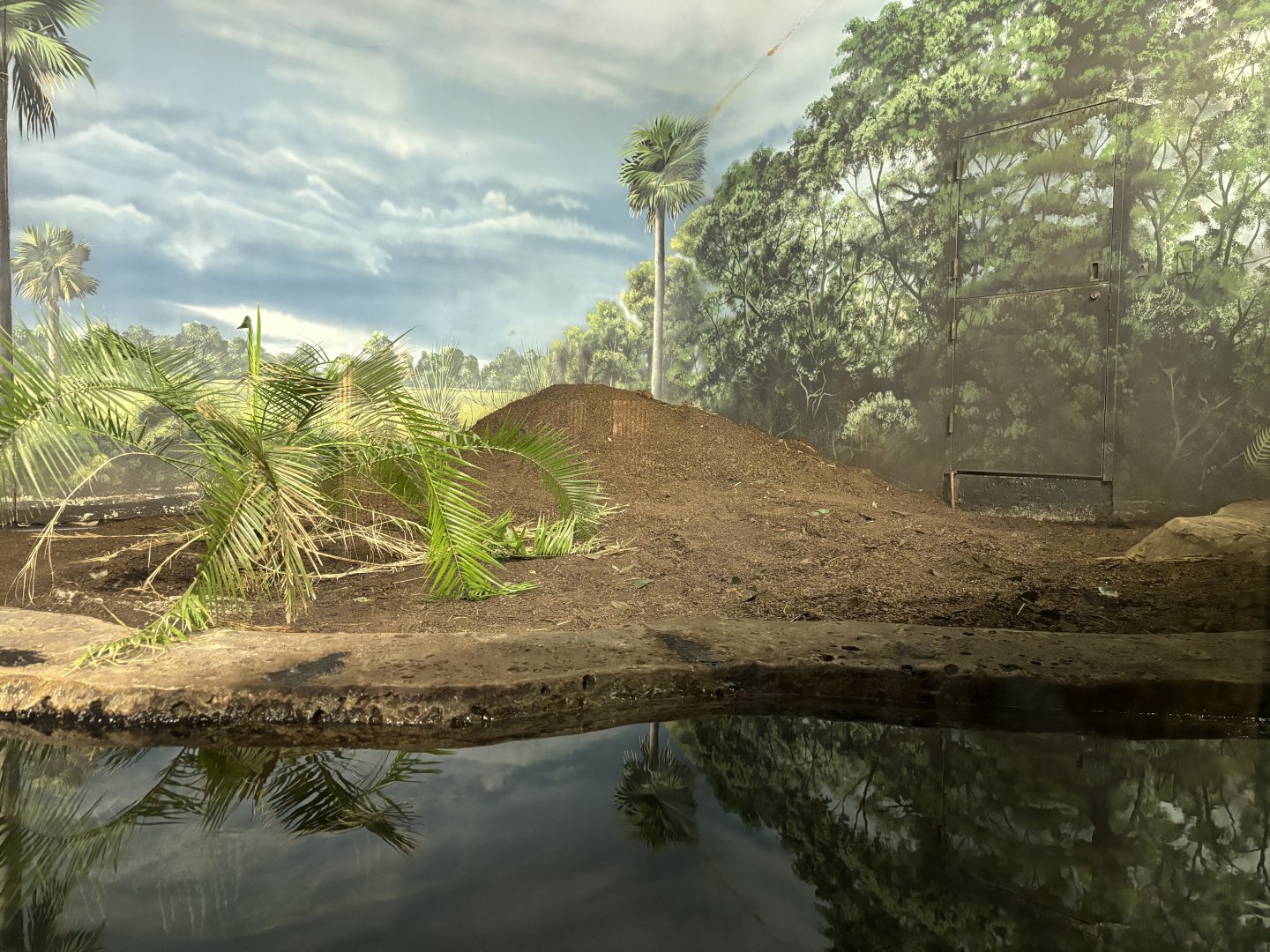 Cuban Crocodile Nest