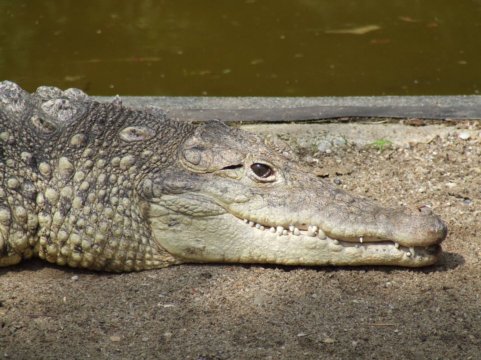 Cuban crocodile @ Nyiregyhaza Zoo, Hungary