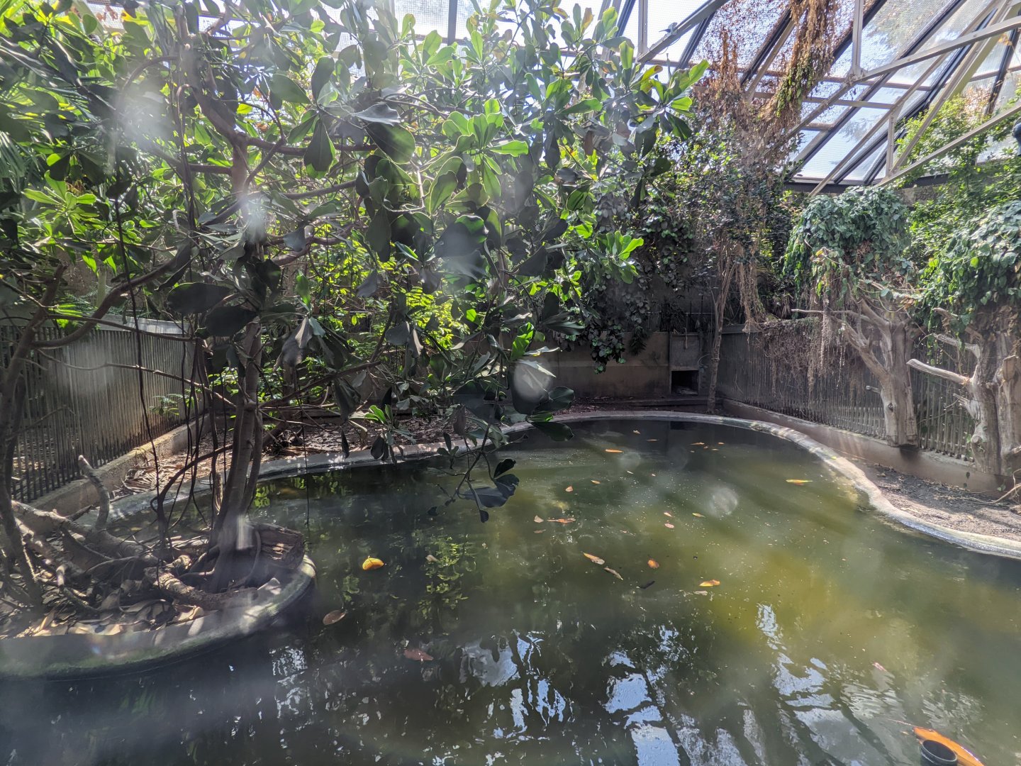 Cuban Crocodile pool