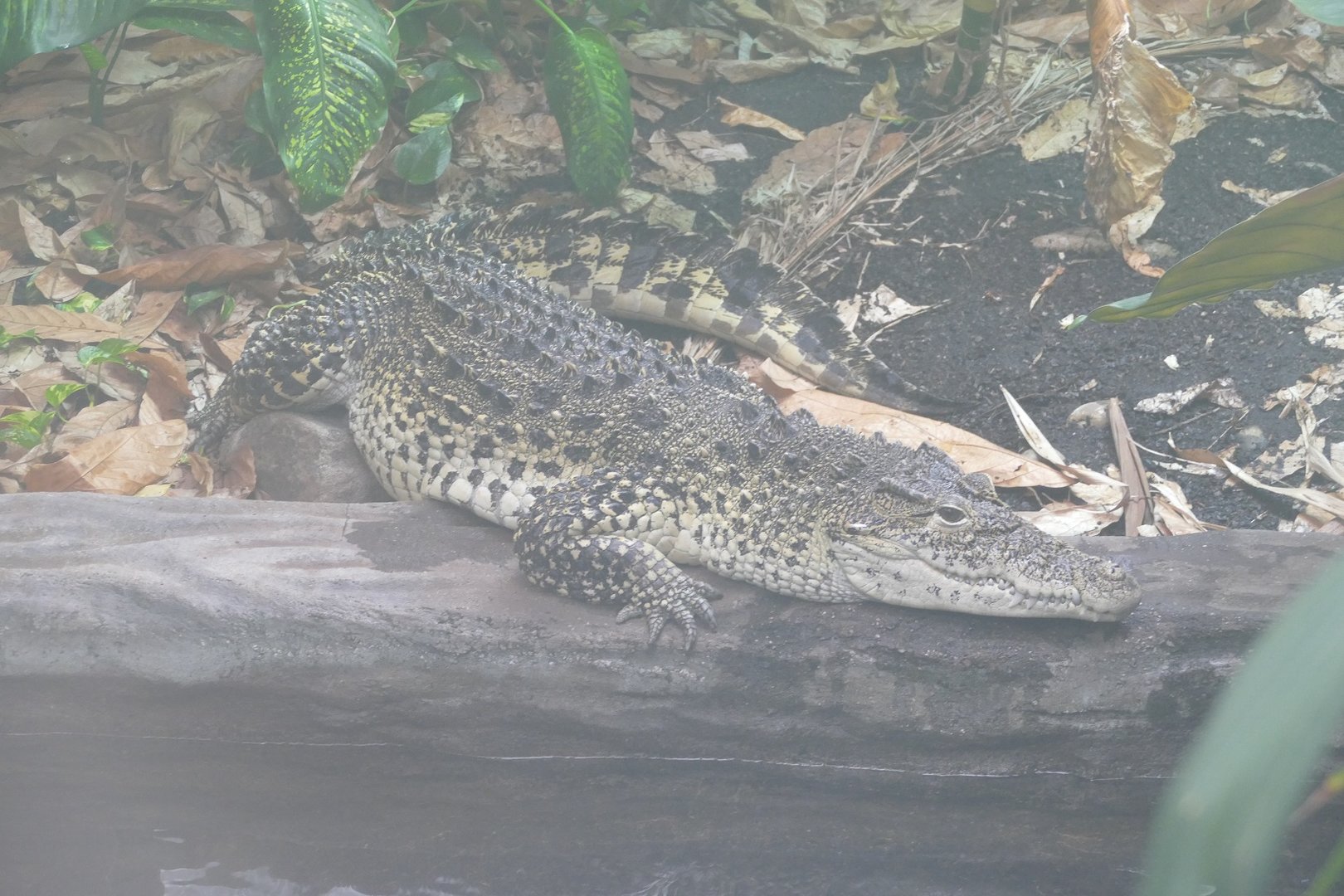 Cuban Crocodile, September 2022
