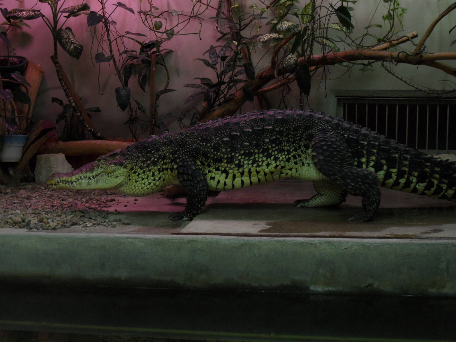 Cuban crocodile - walking