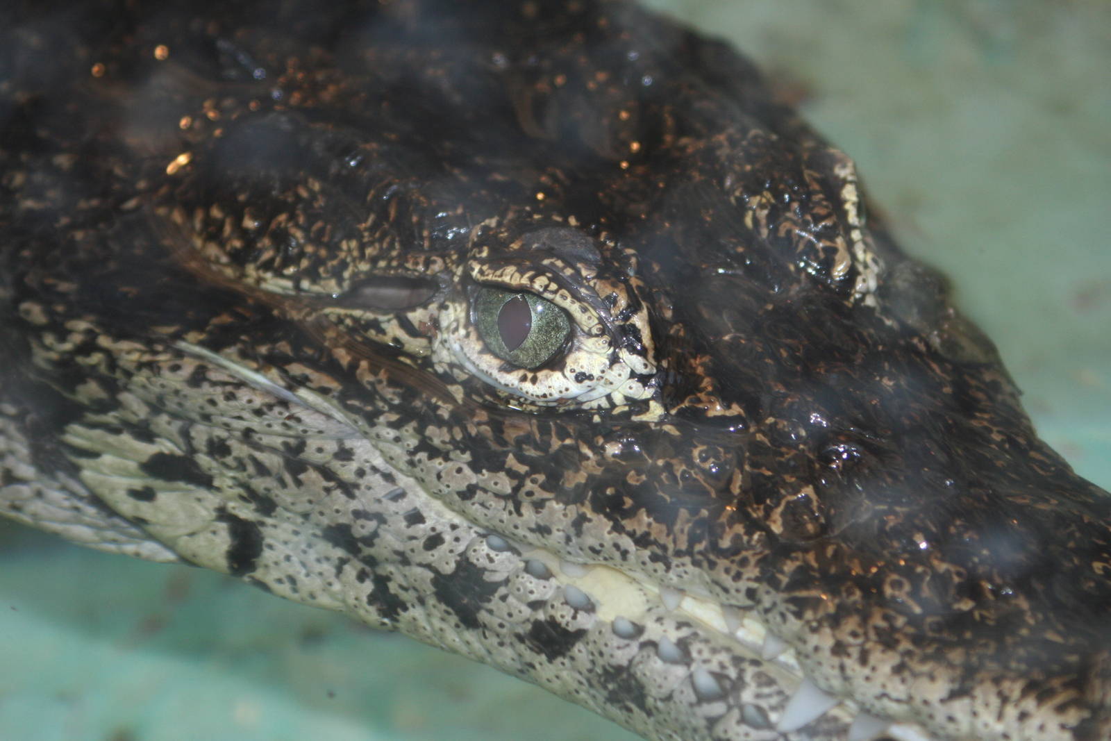 Cuban Crocodile @ West Midland Safari Park  15.07.2013
