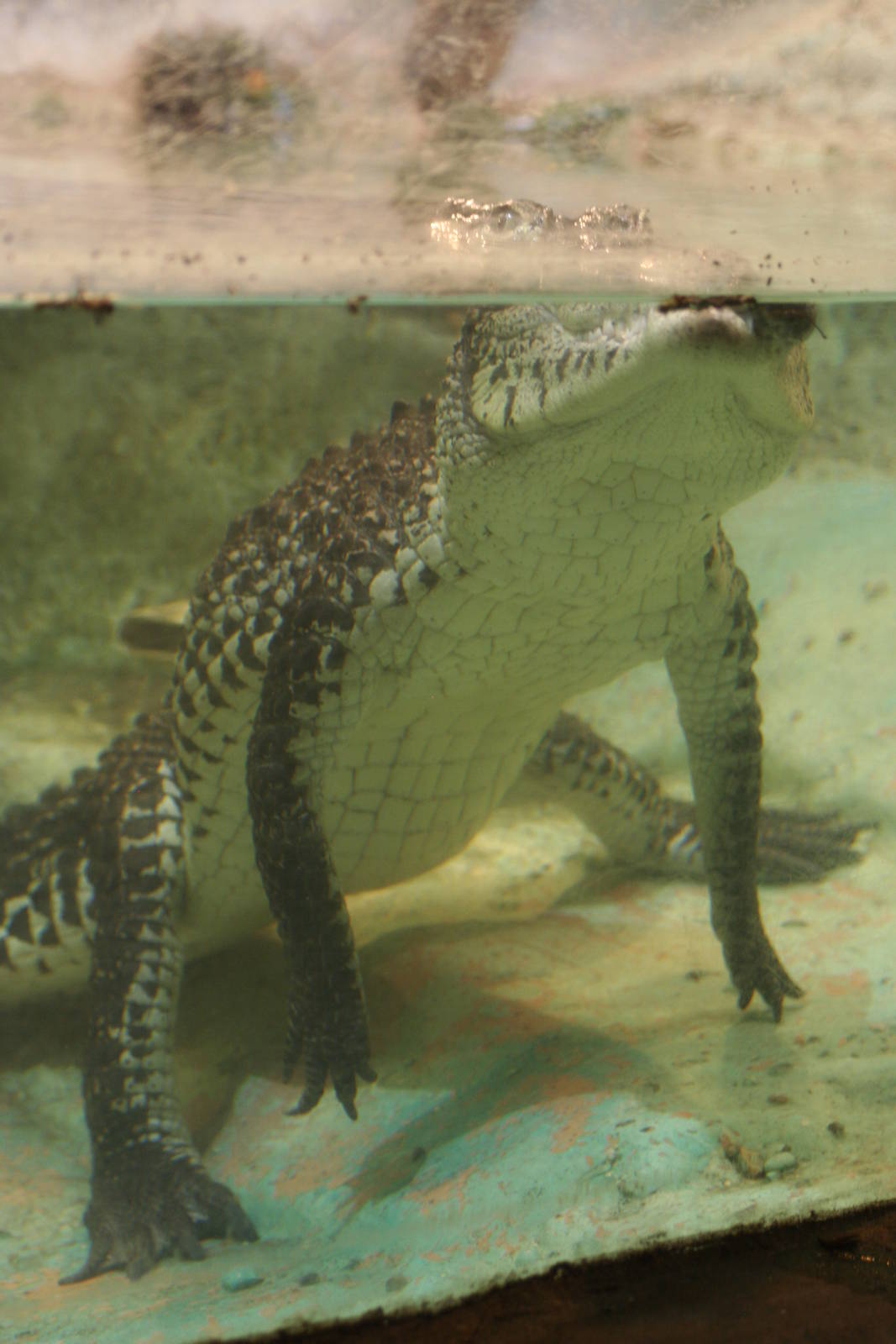 Cuban Crocodile @ West Midland Safari Park  15.07.2013