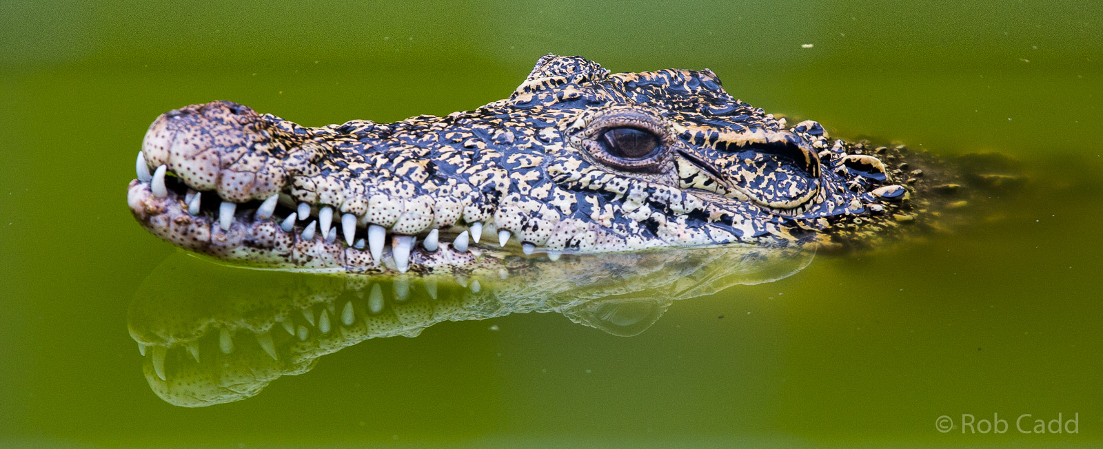 Cuban crocodile : Wingham : 13 Oct 2014