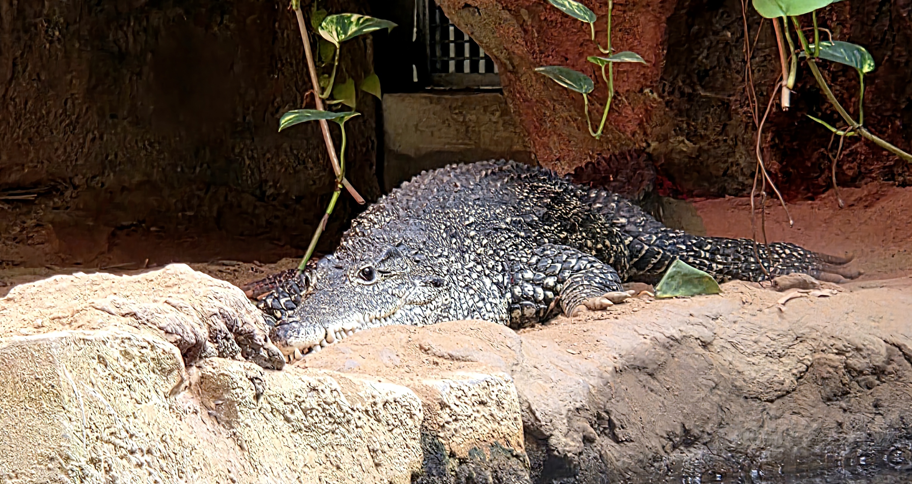 Cuban Crocodile - Zoo Knoxville