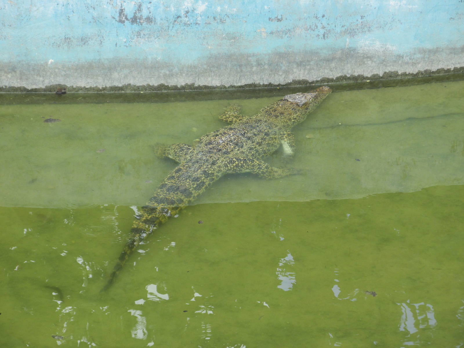 cuban crocodile zoologico nacional