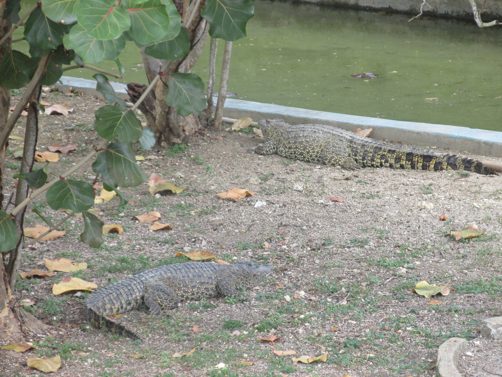 cuban crocodile zoologico nacional