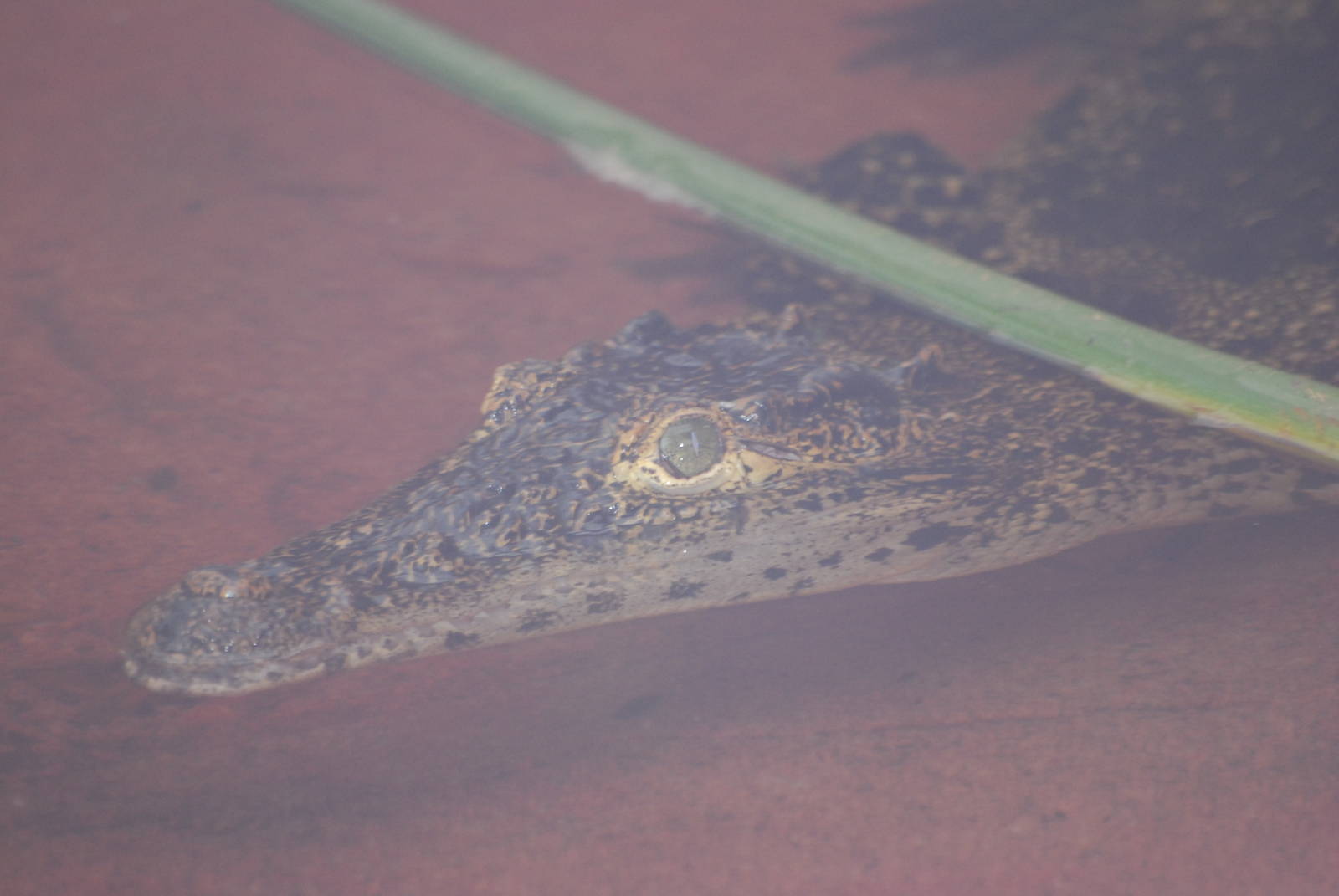 Cuban crocodile