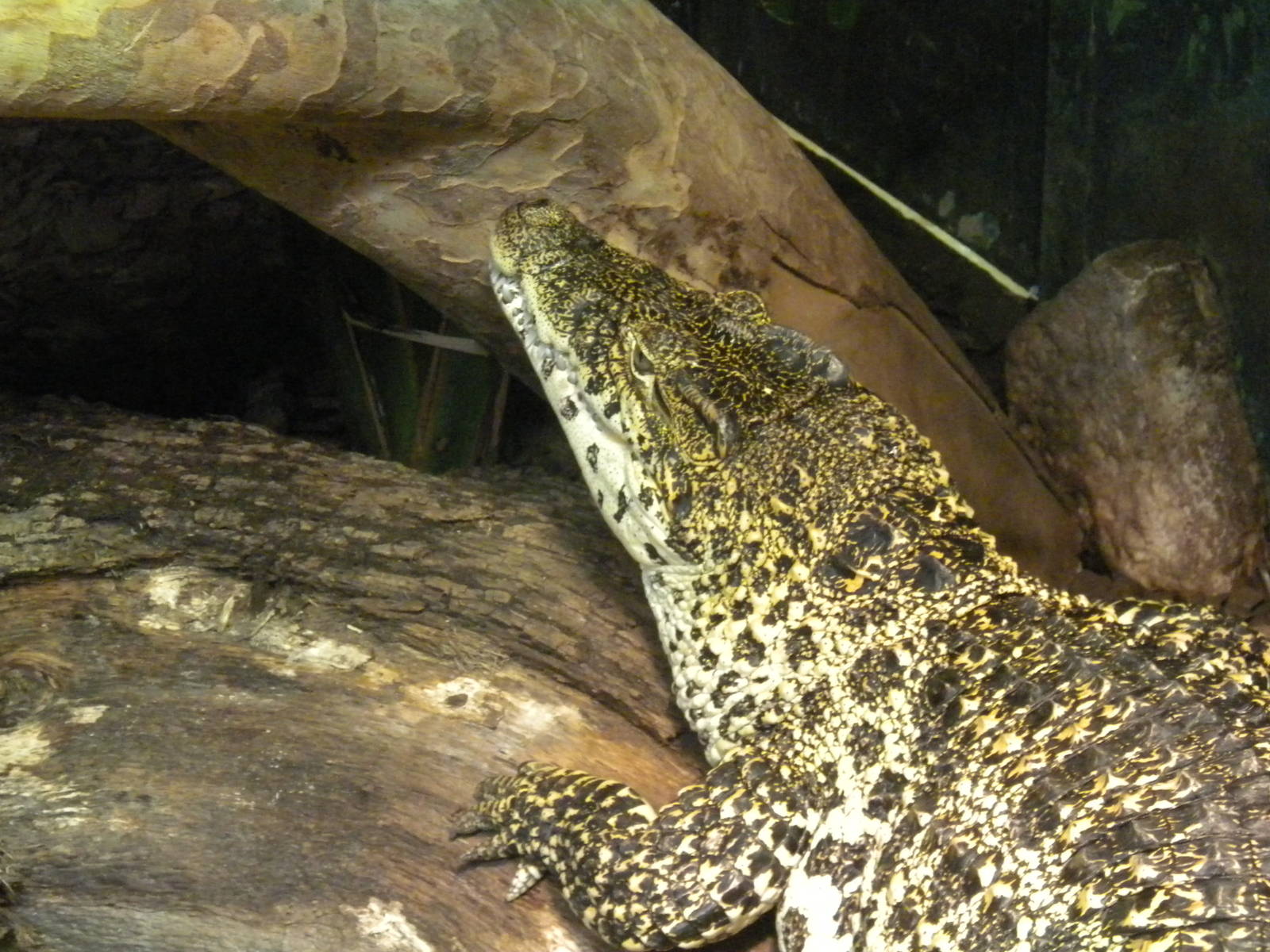 Cuban Crocodile
