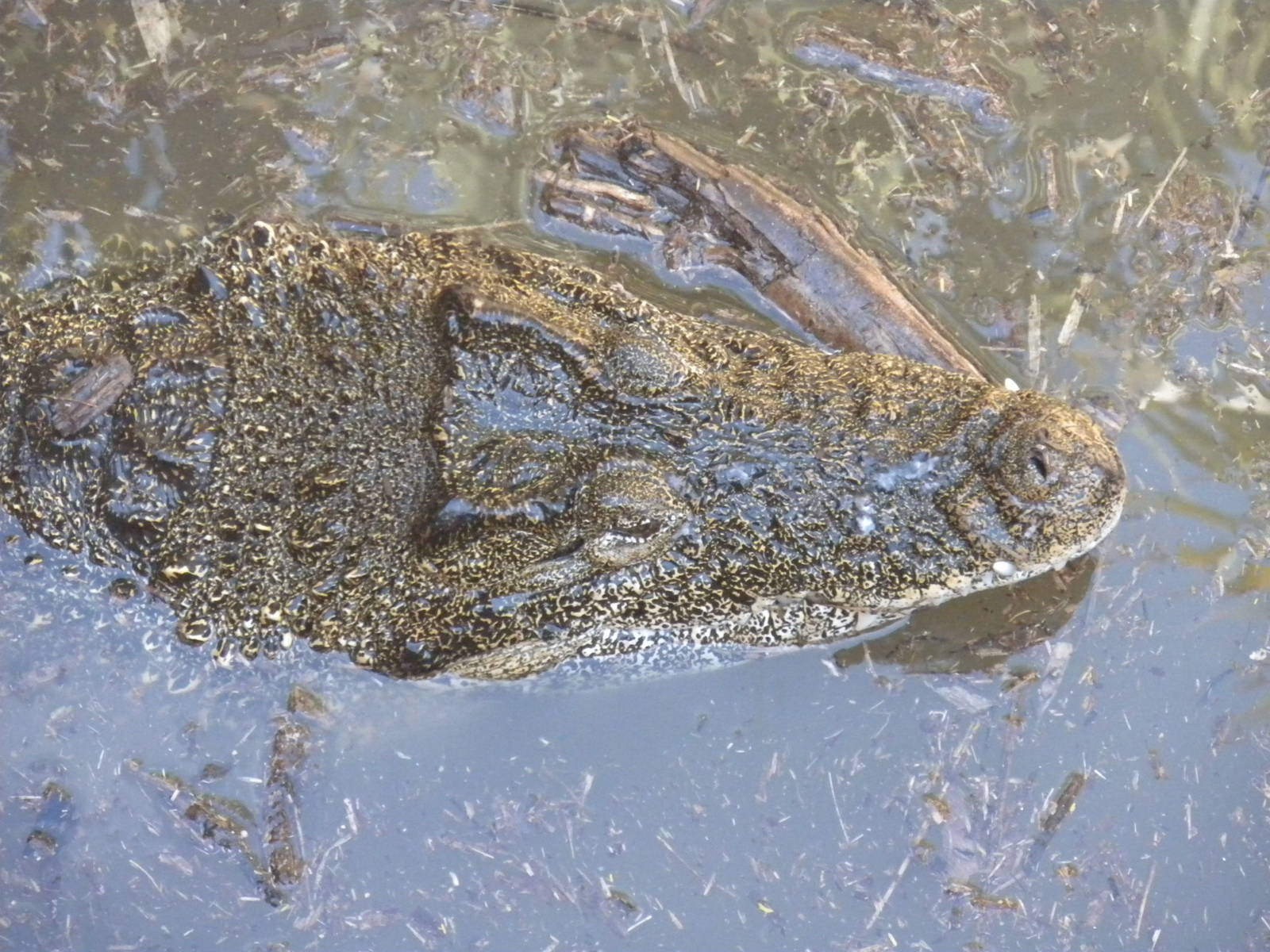 Cuban Crocodile