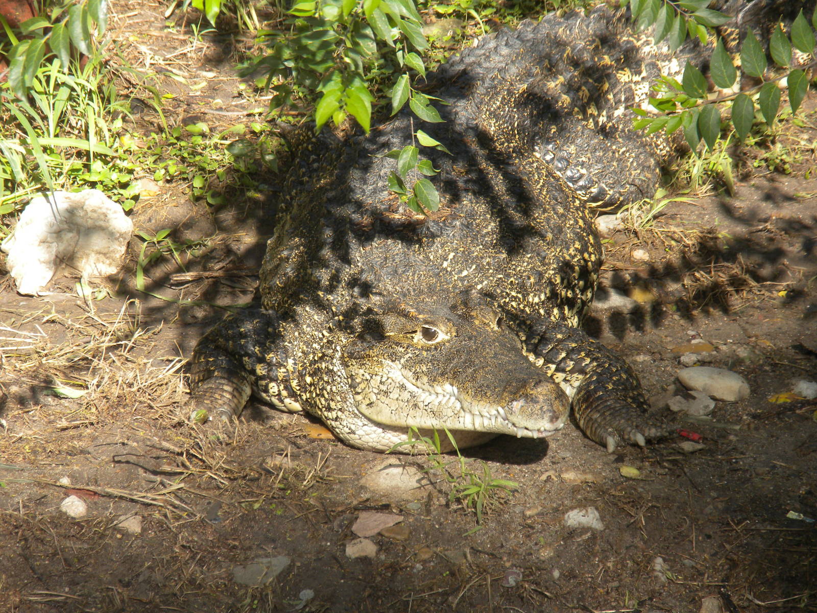 Cuban Crocodile