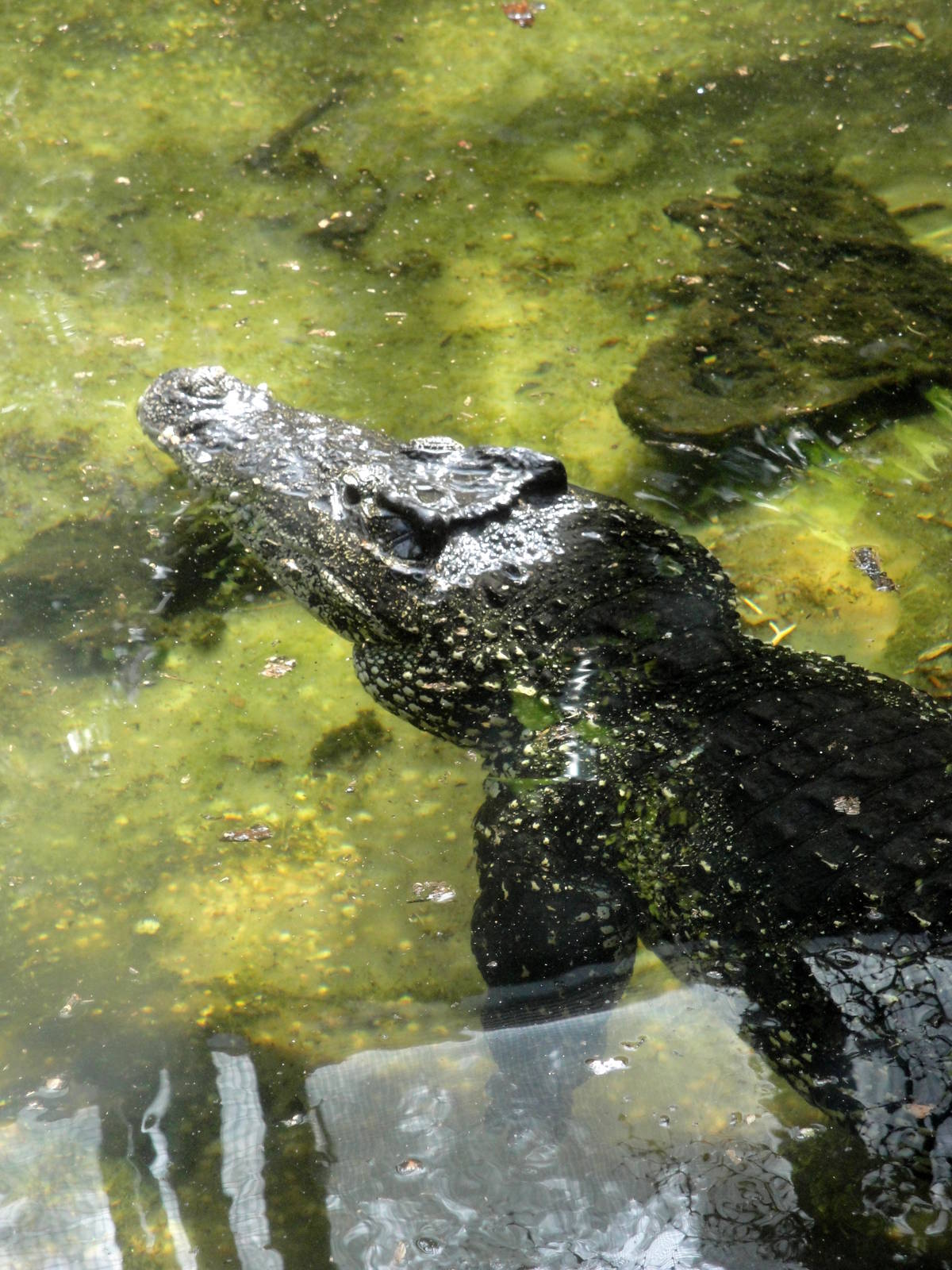 Cuban Crocodile