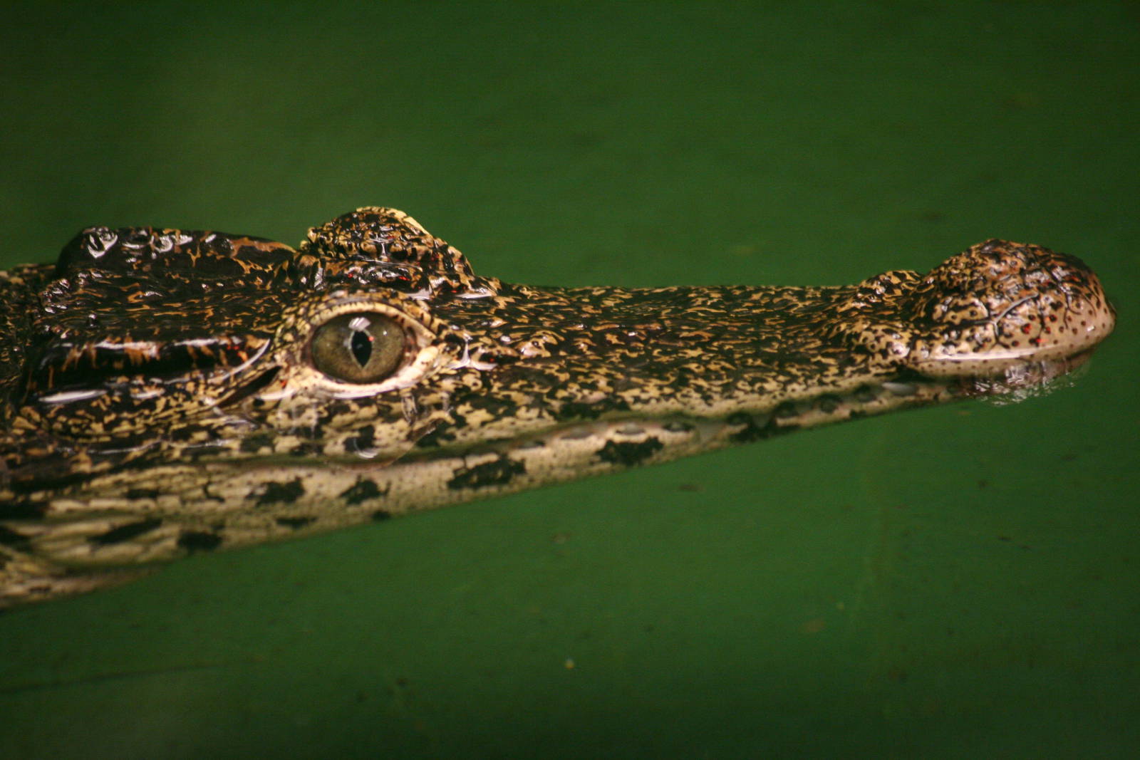 Cuban crocodile
