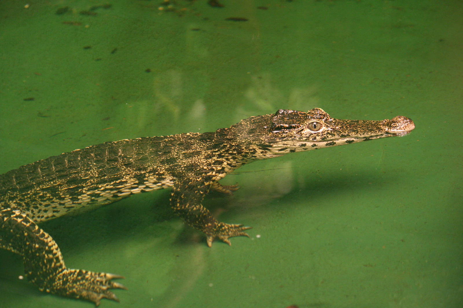 Cuban crocodile