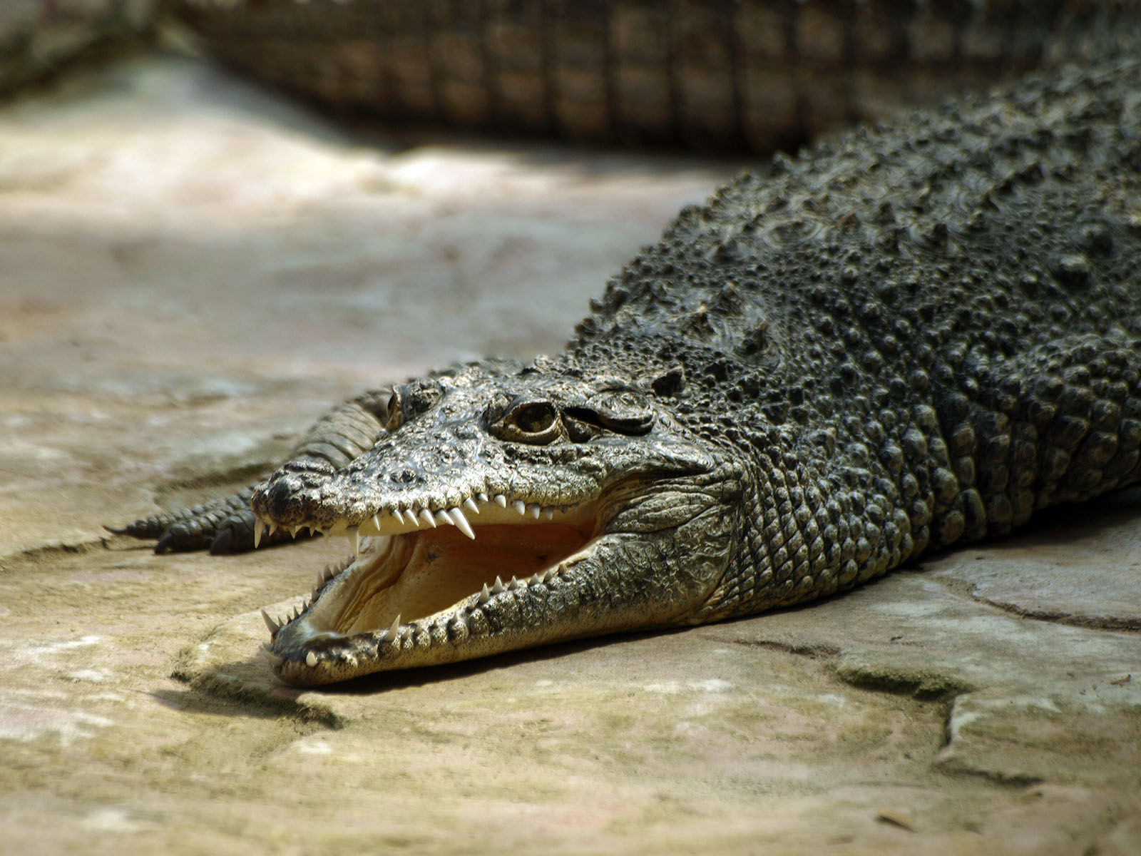 Cuban crocodile